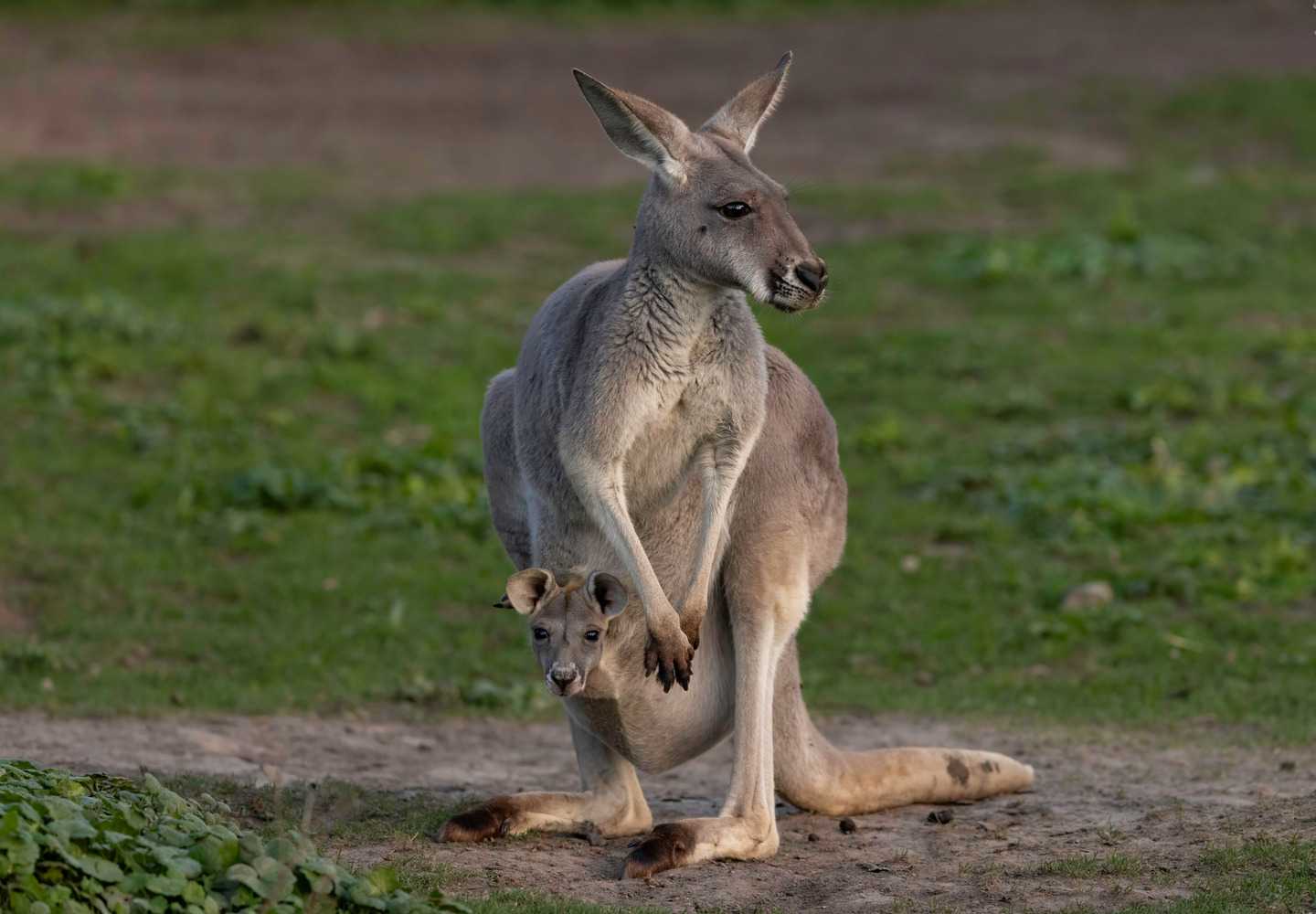 Rode Reuzenkangoeroe | Pairi Daiza
