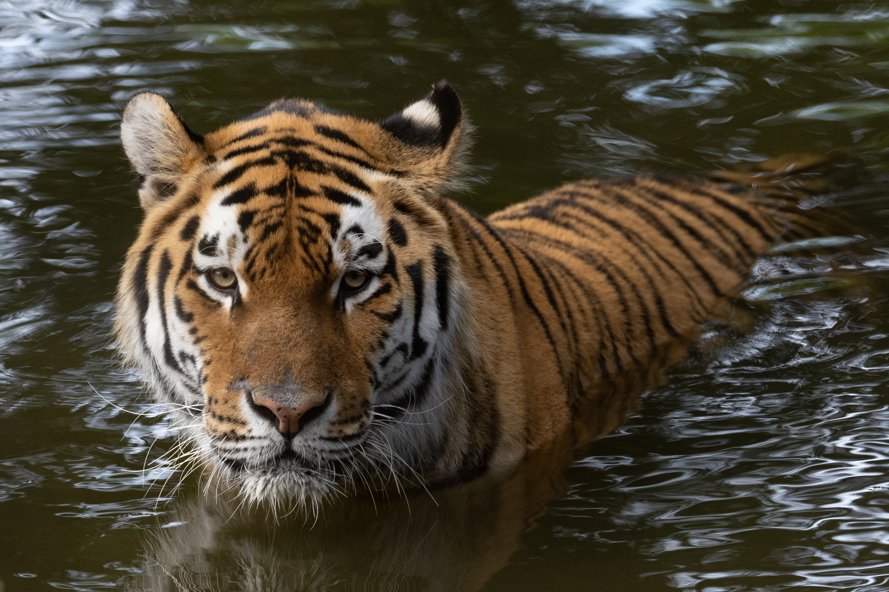 The Siberian Tiger | Pairi Daiza, image size:2880x1920