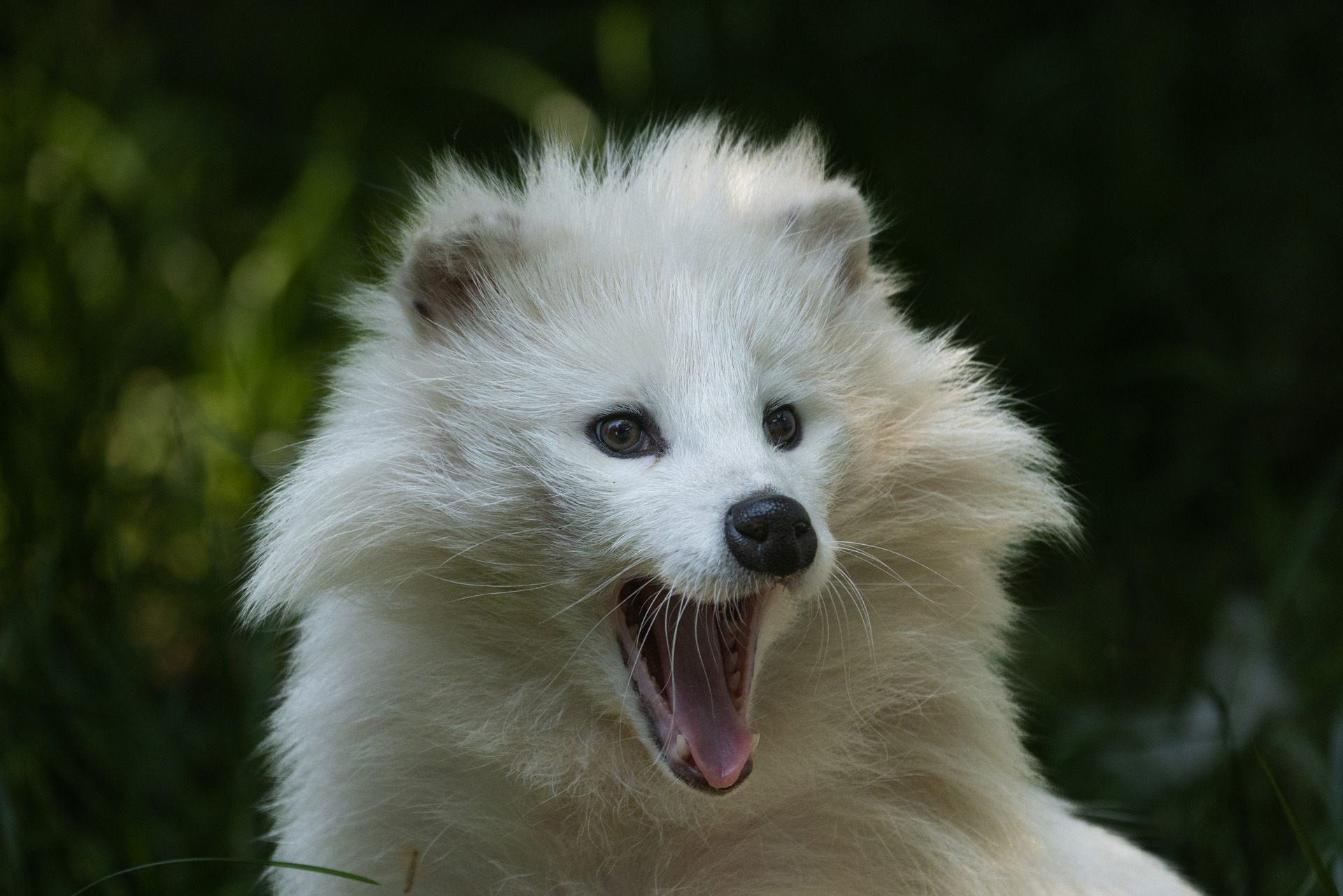Raccoon dog | Pairi Daiza