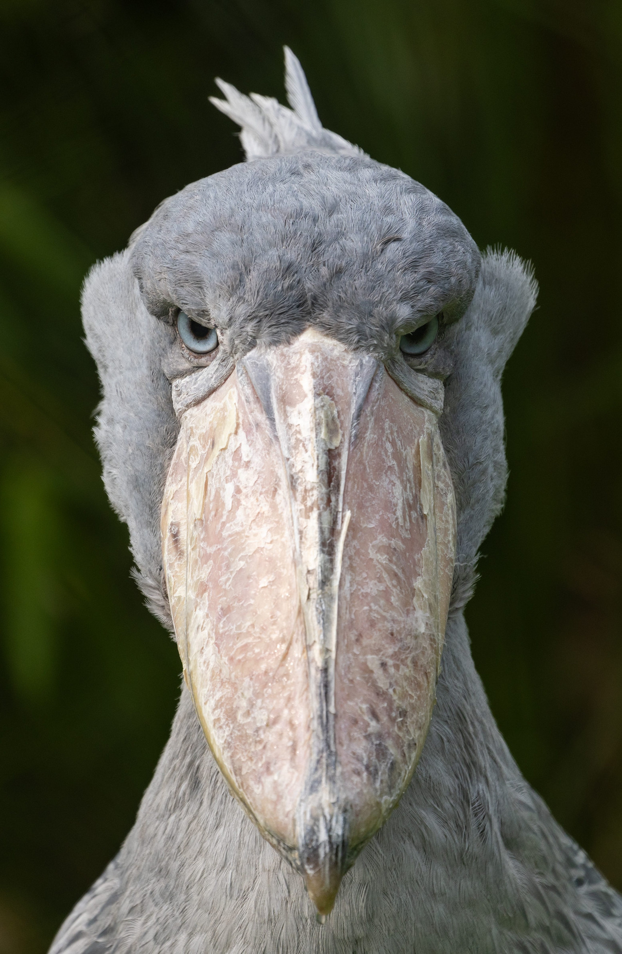 The Shoebill Pairi Daiza
