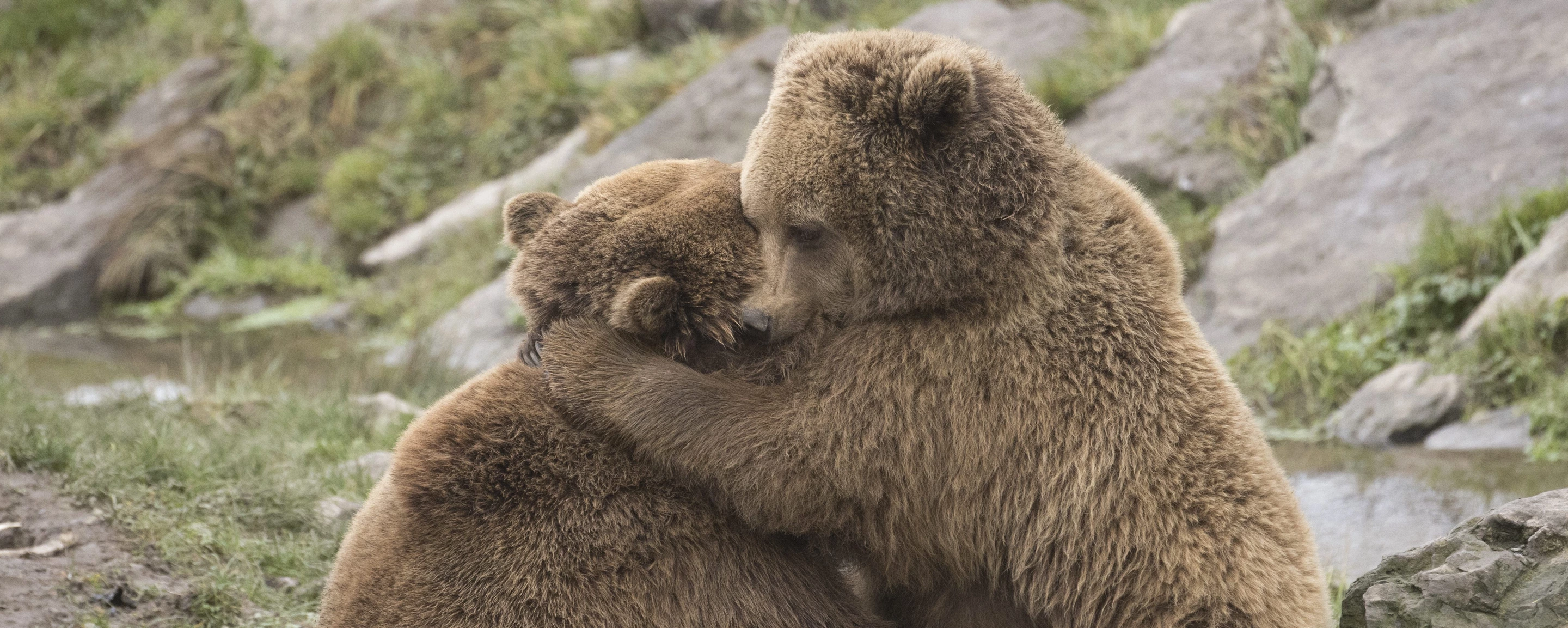 Portrait D'un Ours Brun Mignon — Photo de stock par ©wirestock_creators -  589258800, image size:2880x1153