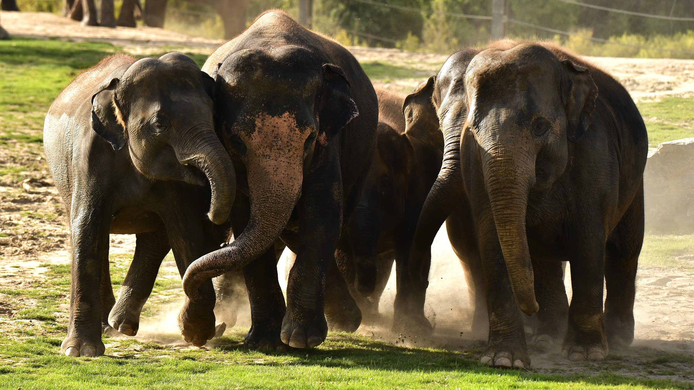 de-aziatische-olifant-pairi-daiza