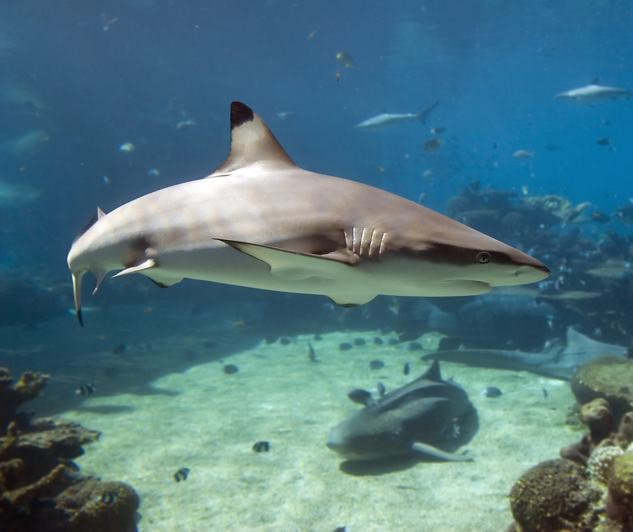 Les requins | Pairi Daiza