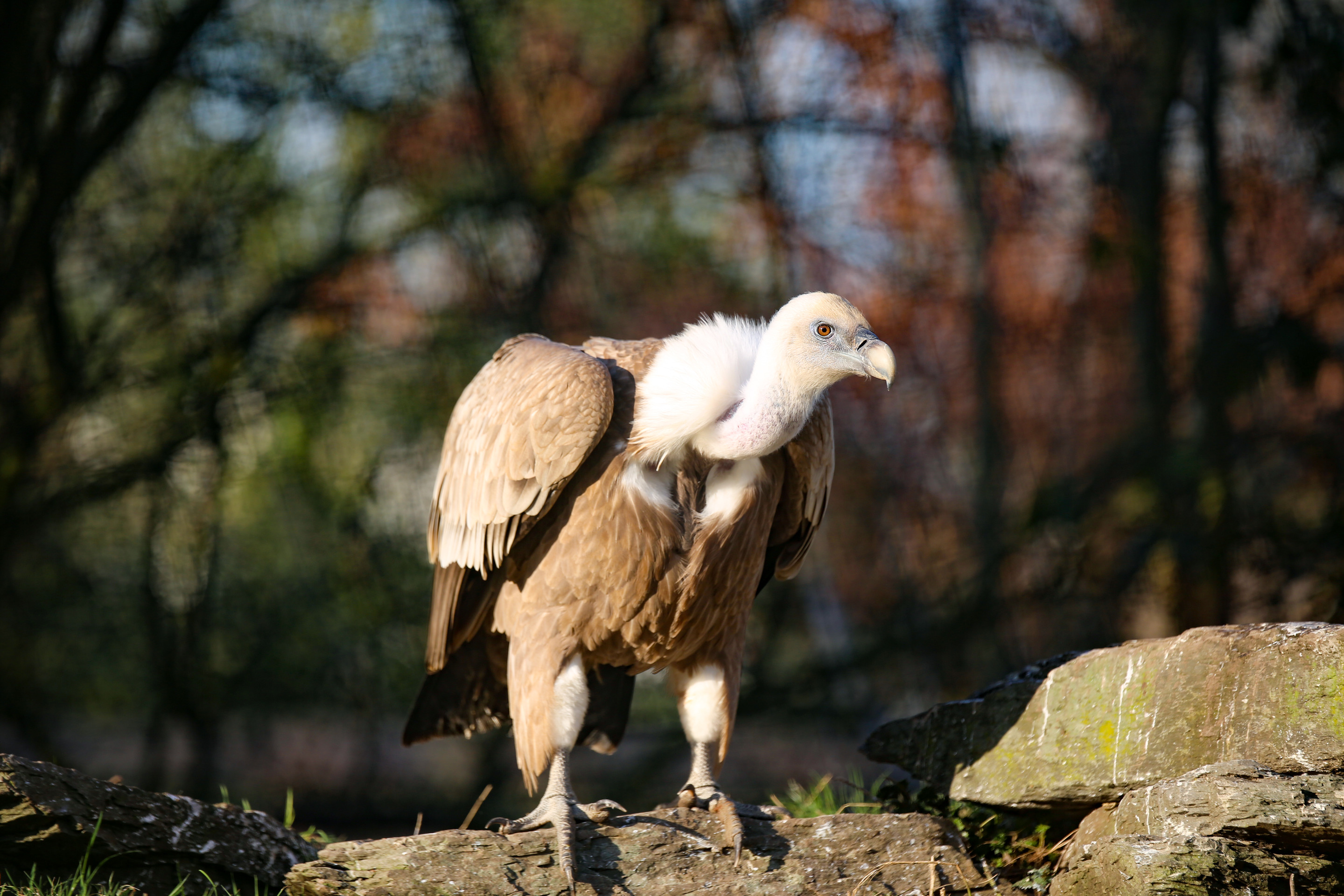 Soorten dieren begrijpen - Sigma Earth, image size:2880x1920