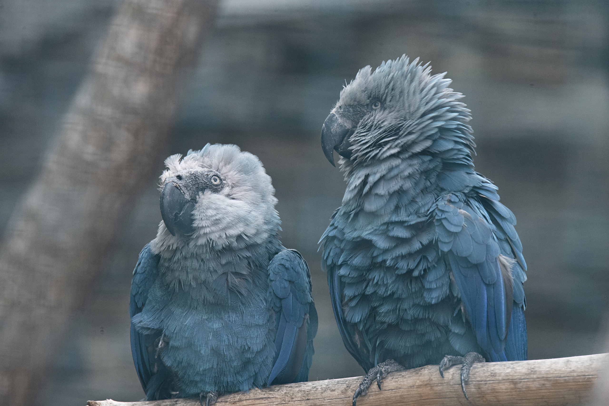 Projet Ara de Spix | Pairi Daiza