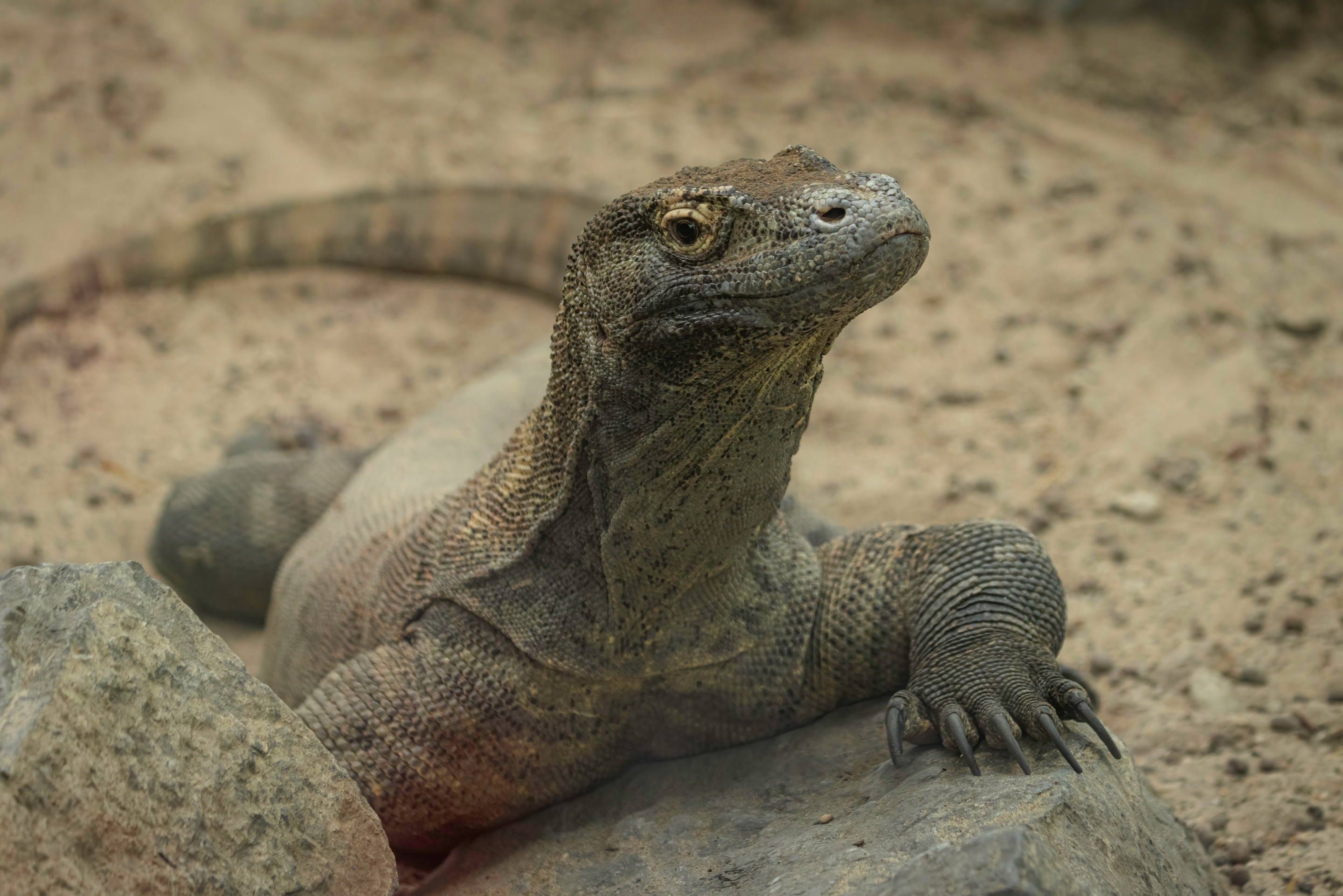 Le Varan de Komodo | Pairi Daiza