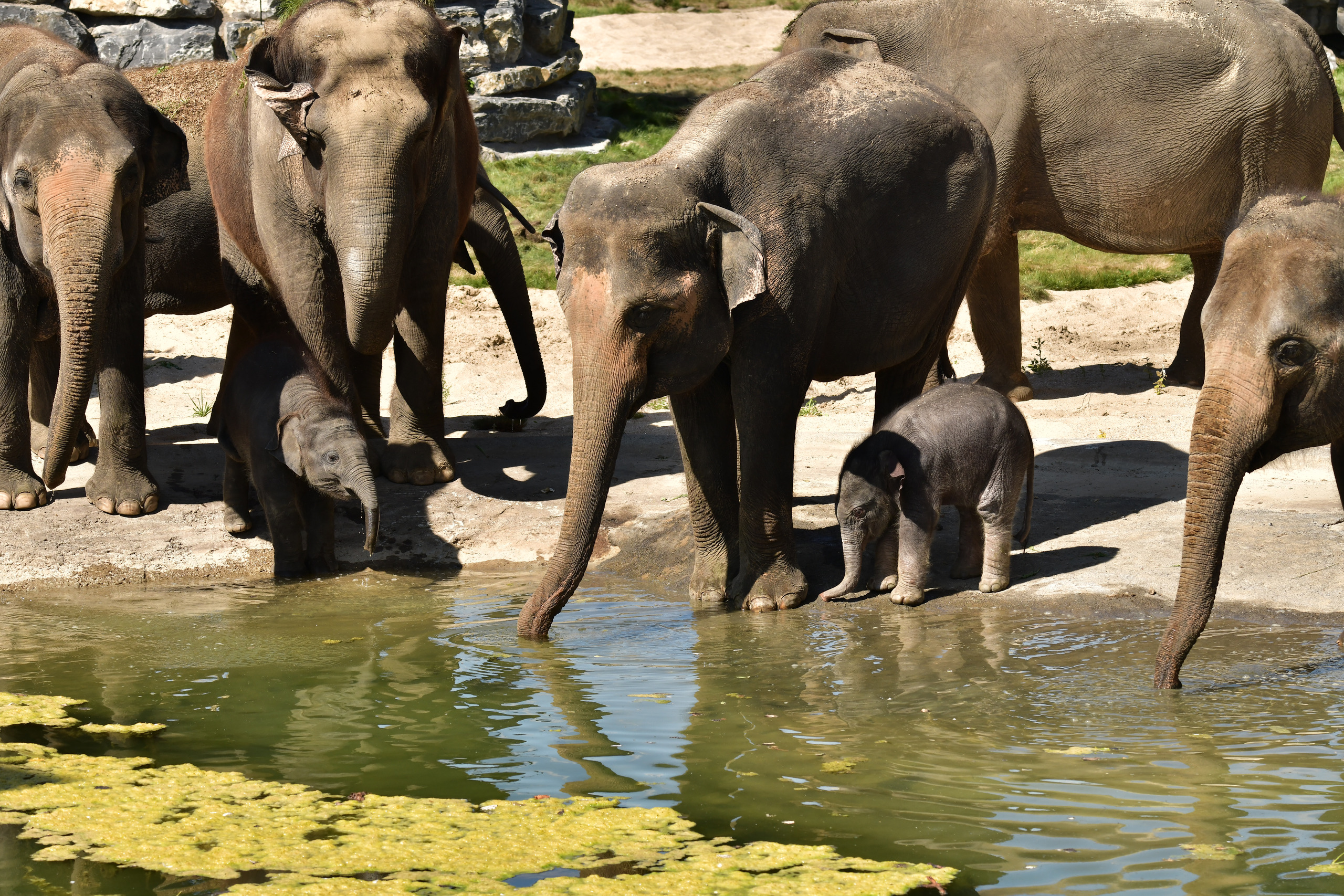 aziatische-olifant-pairi-daiza