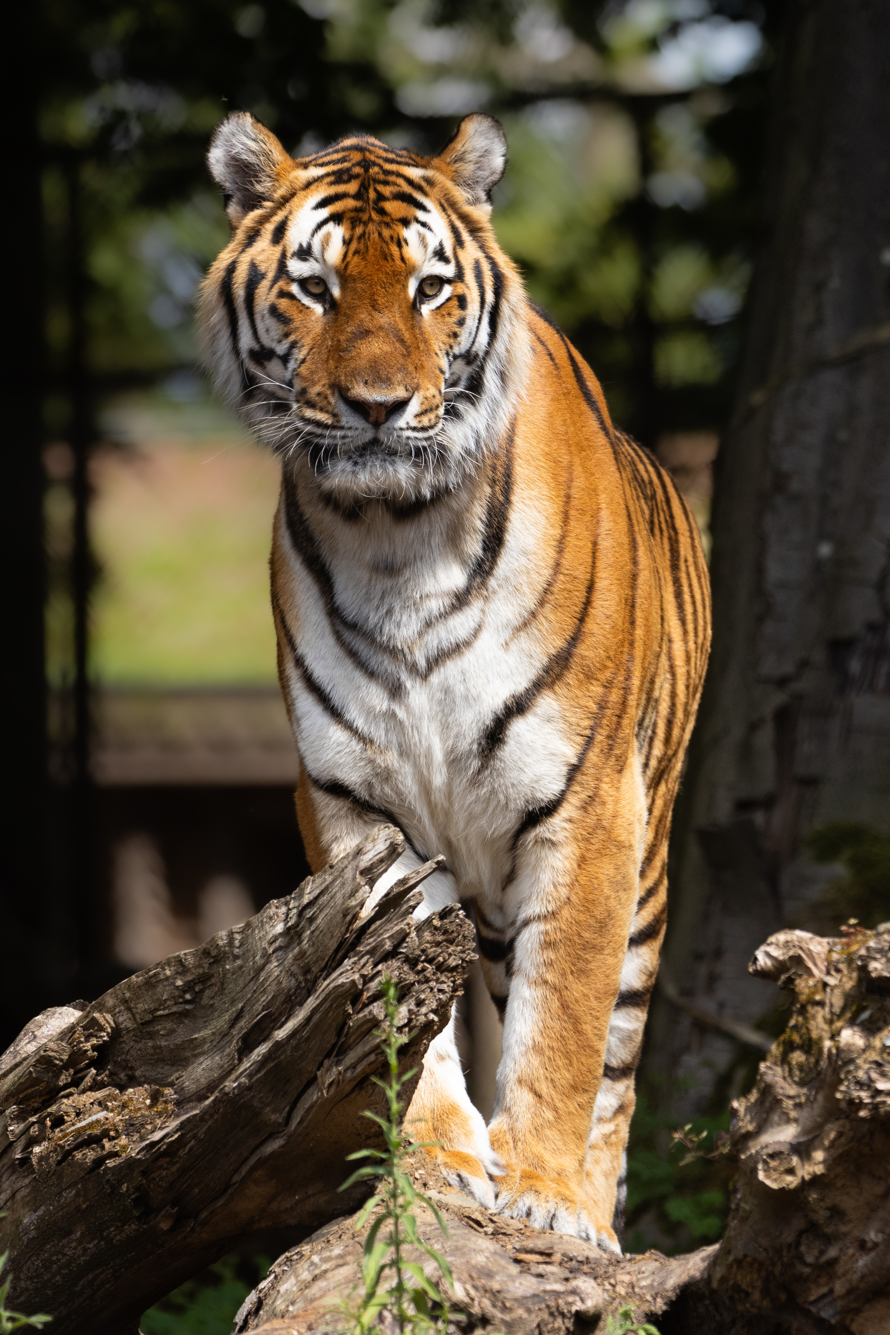 The Siberian Tiger | Pairi Daiza, image size:2880x4318