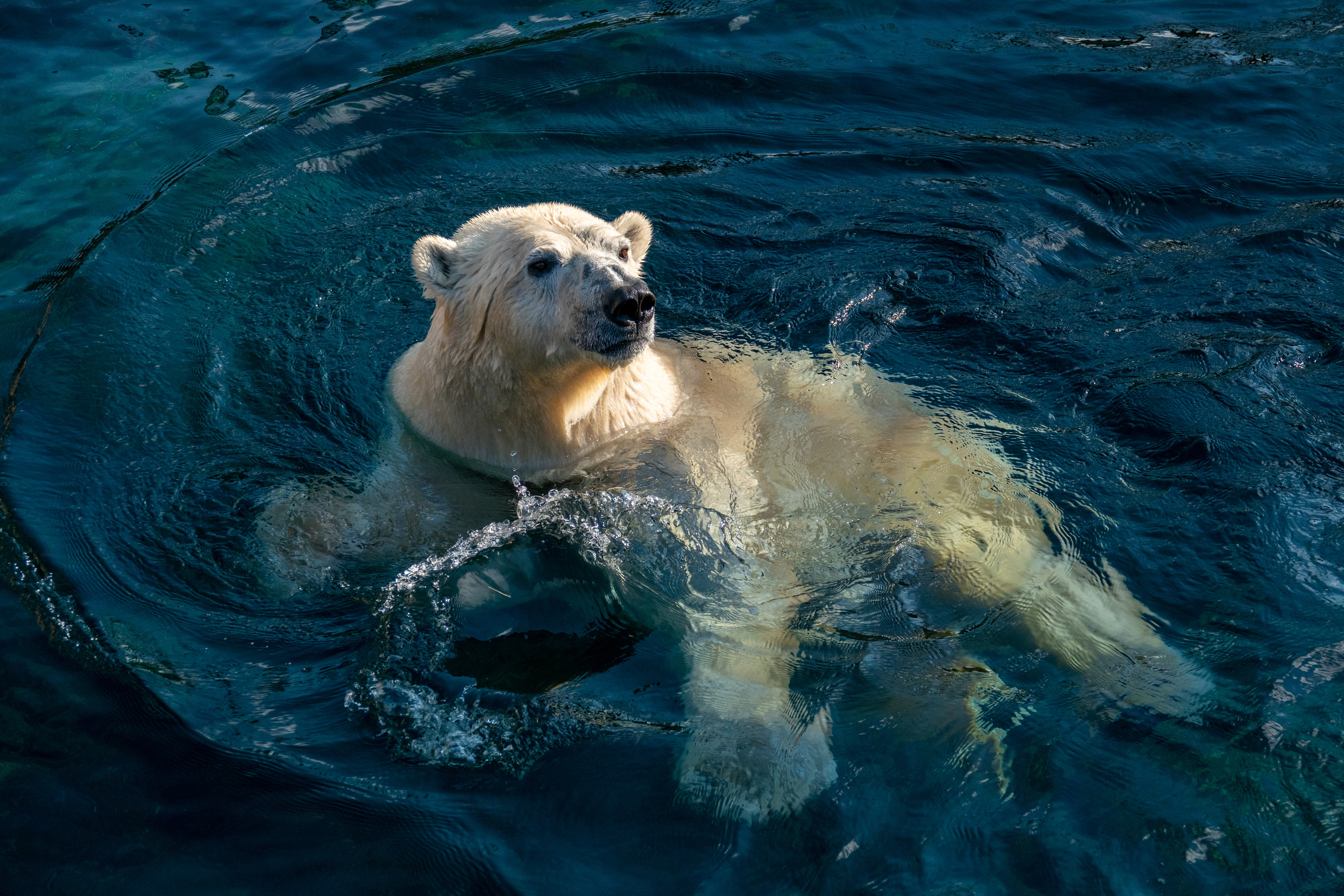 Der Eisbr | Pairi Daiza