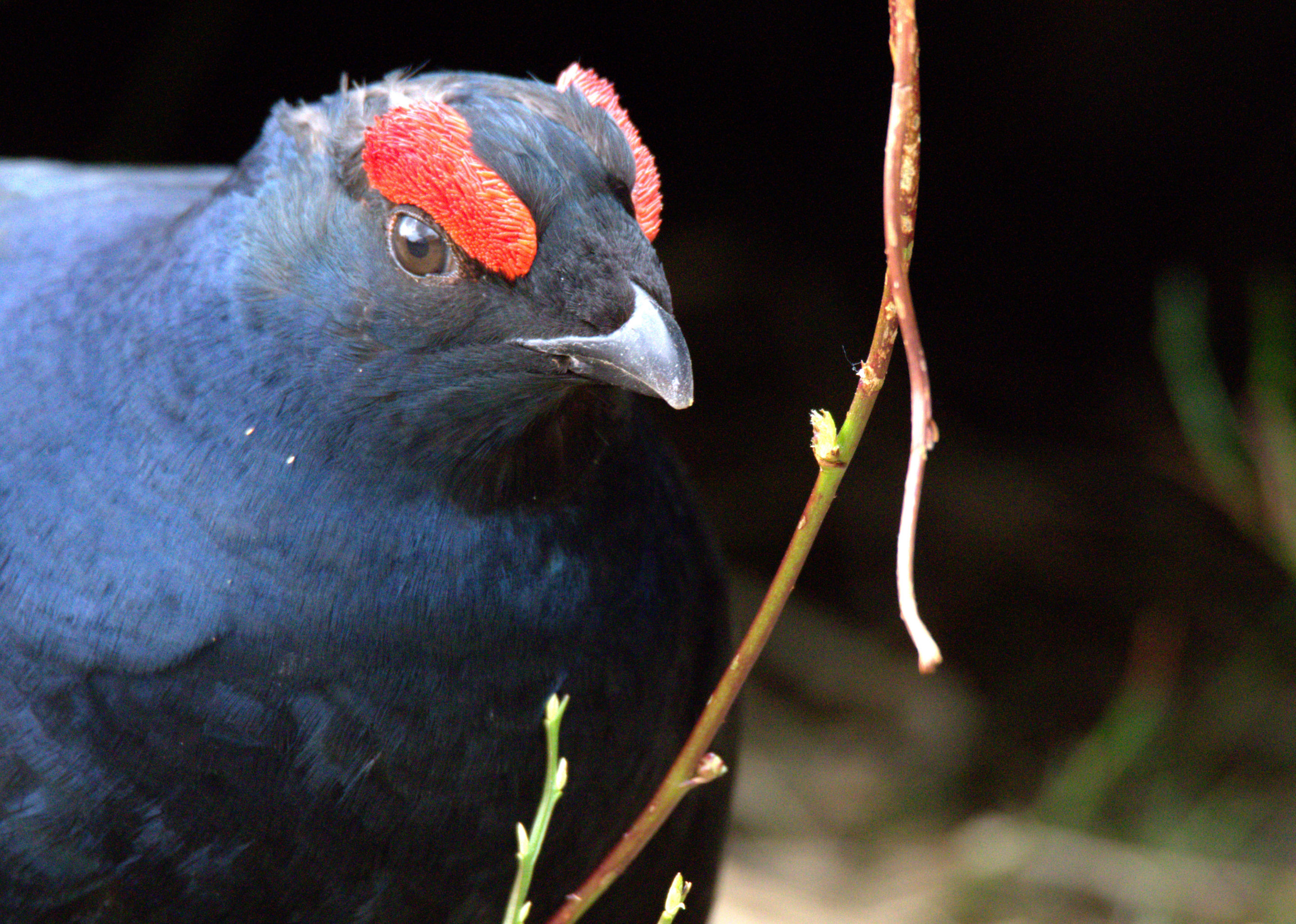 Project Black Grouse | Pairi Daiza