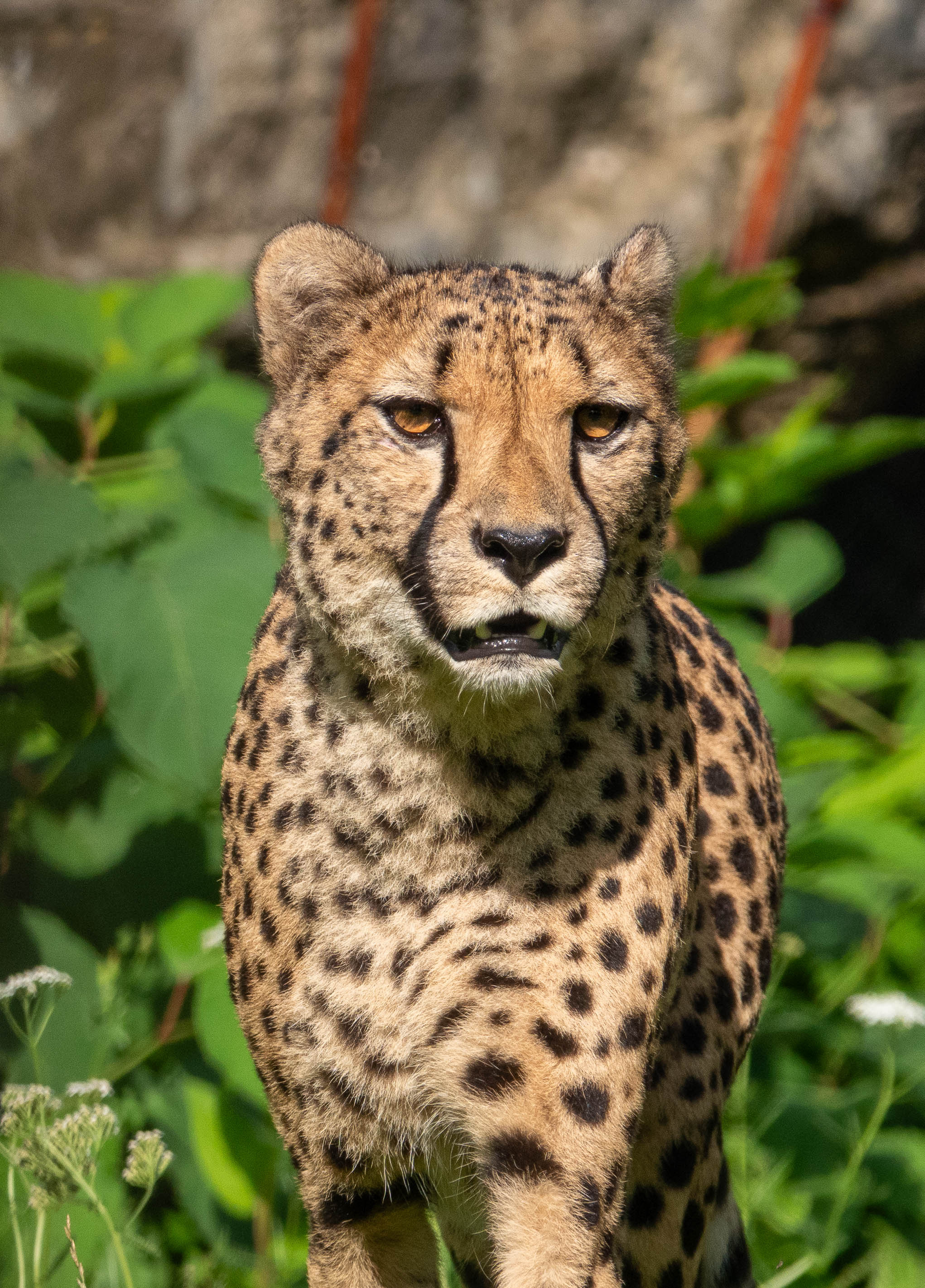 Cheetah | Pairi Daiza