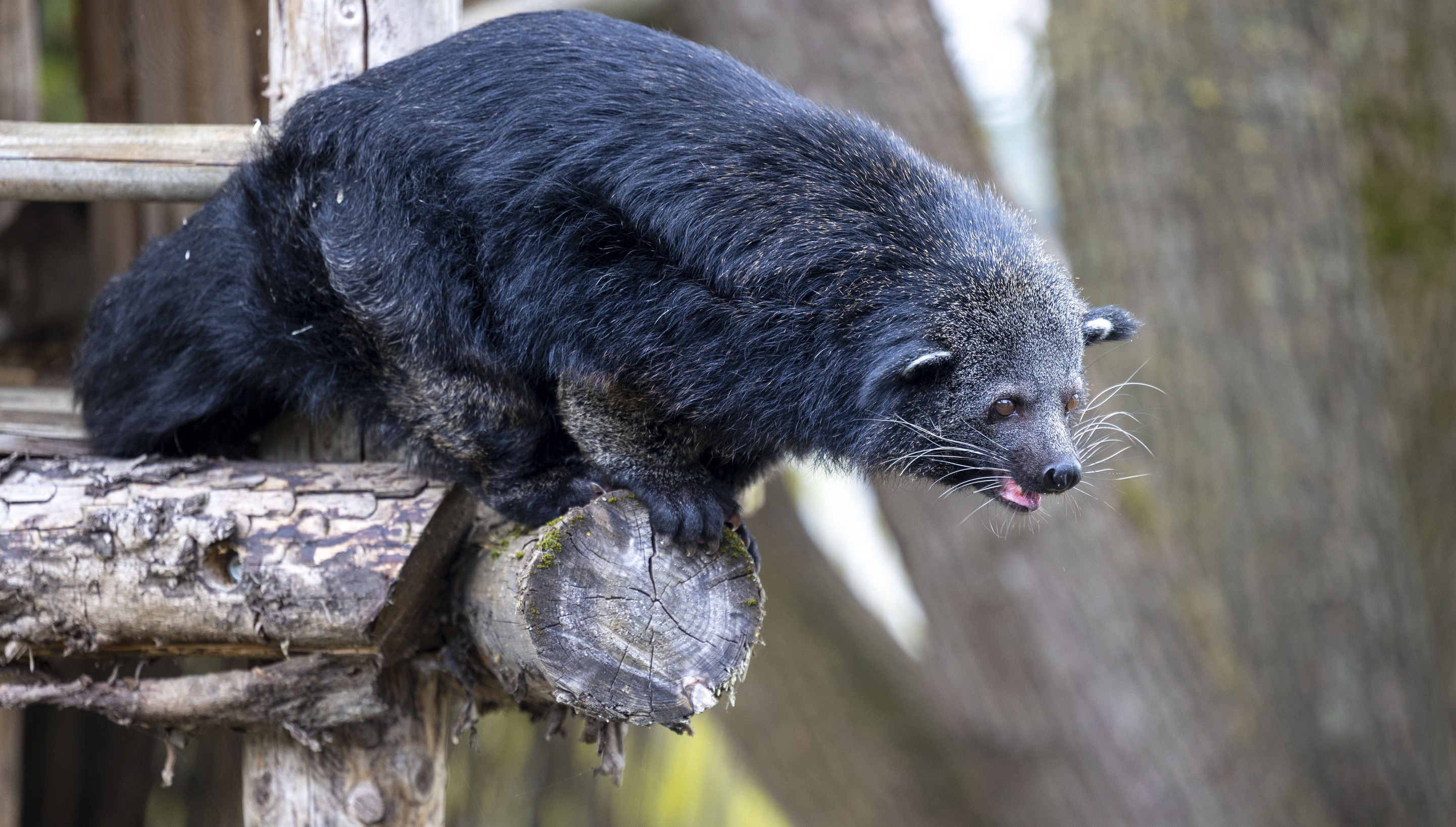 The Binturong | Pairi Daiza