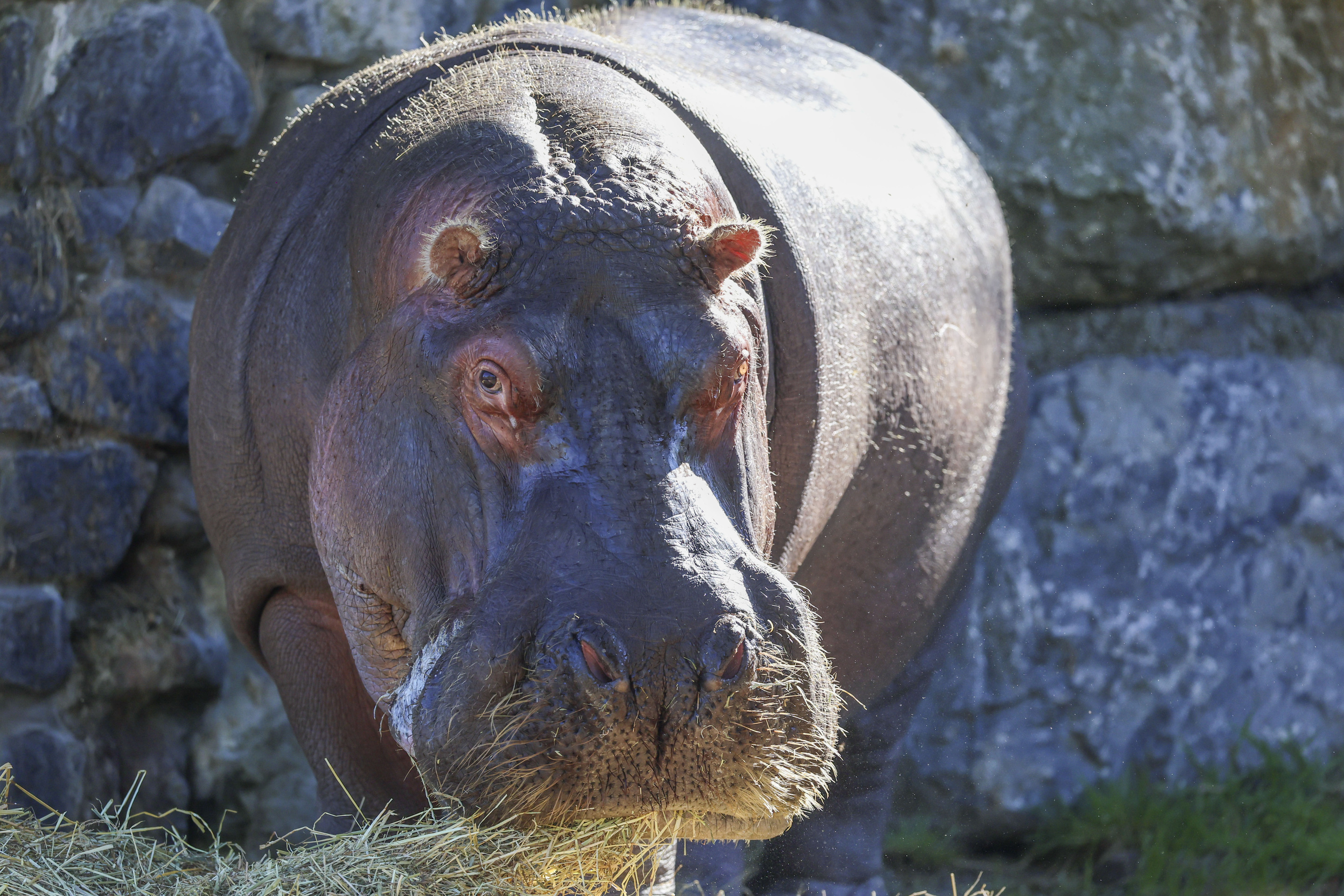 L'Hippopotame commun | Pairi Daiza, image size:2880x1920
