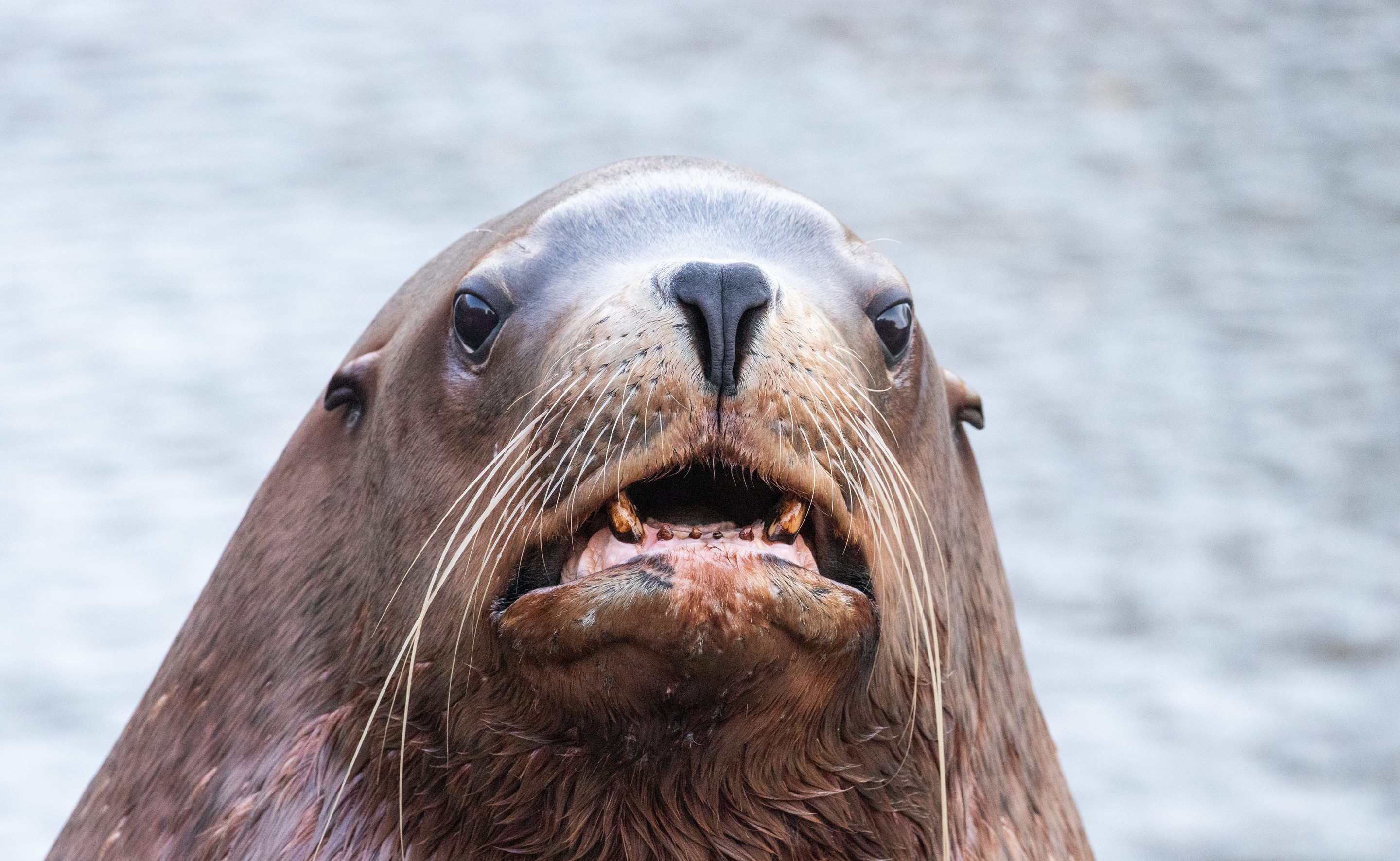 Steller Sea Lion | Pairi Daiza