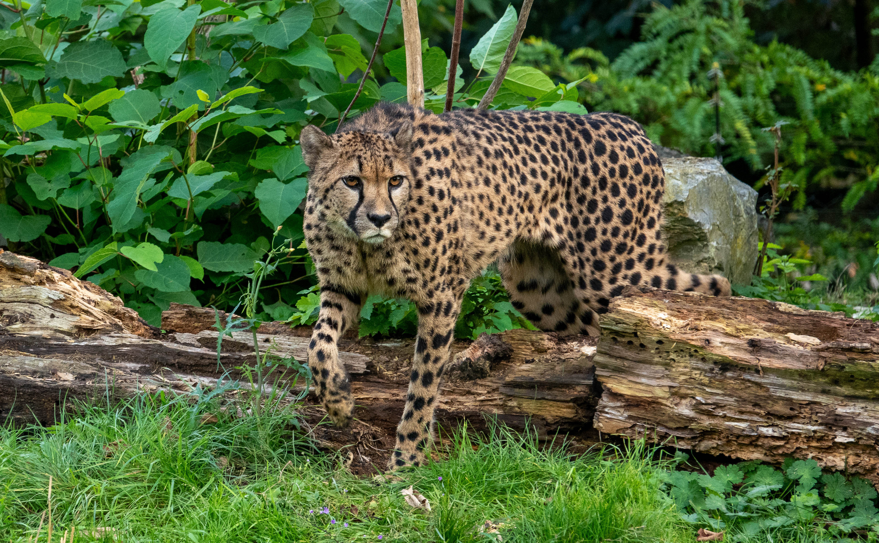 Cheetah | Pairi Daiza