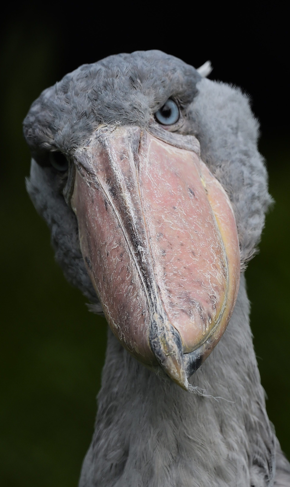 The Shoebill Pairi Daiza