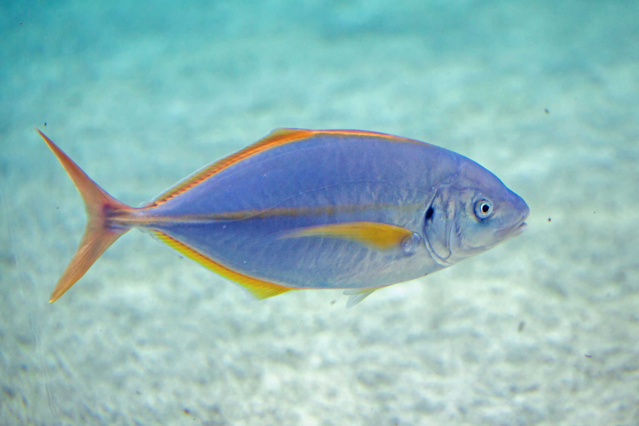 Fish Edenya | Pairi Daiza