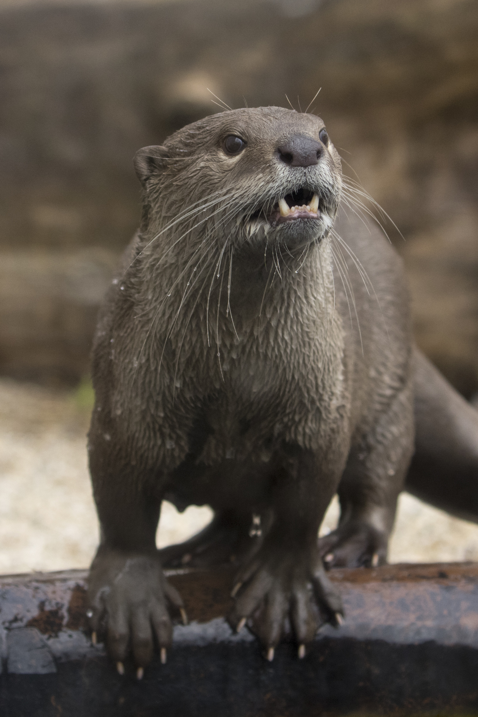 La Loutre à pelage lisse | Pairi Daiza
