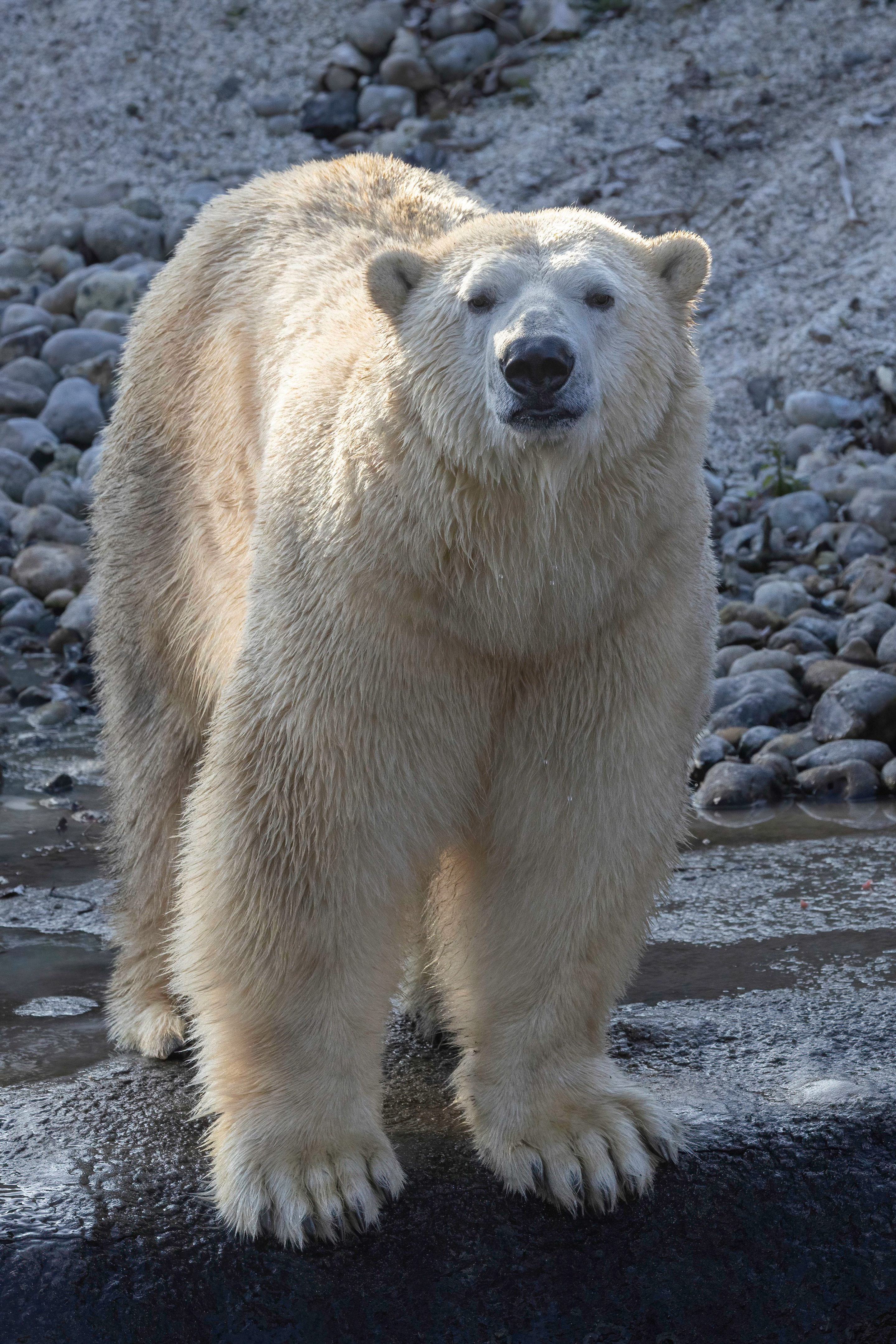 Der Eisbr | Pairi Daiza