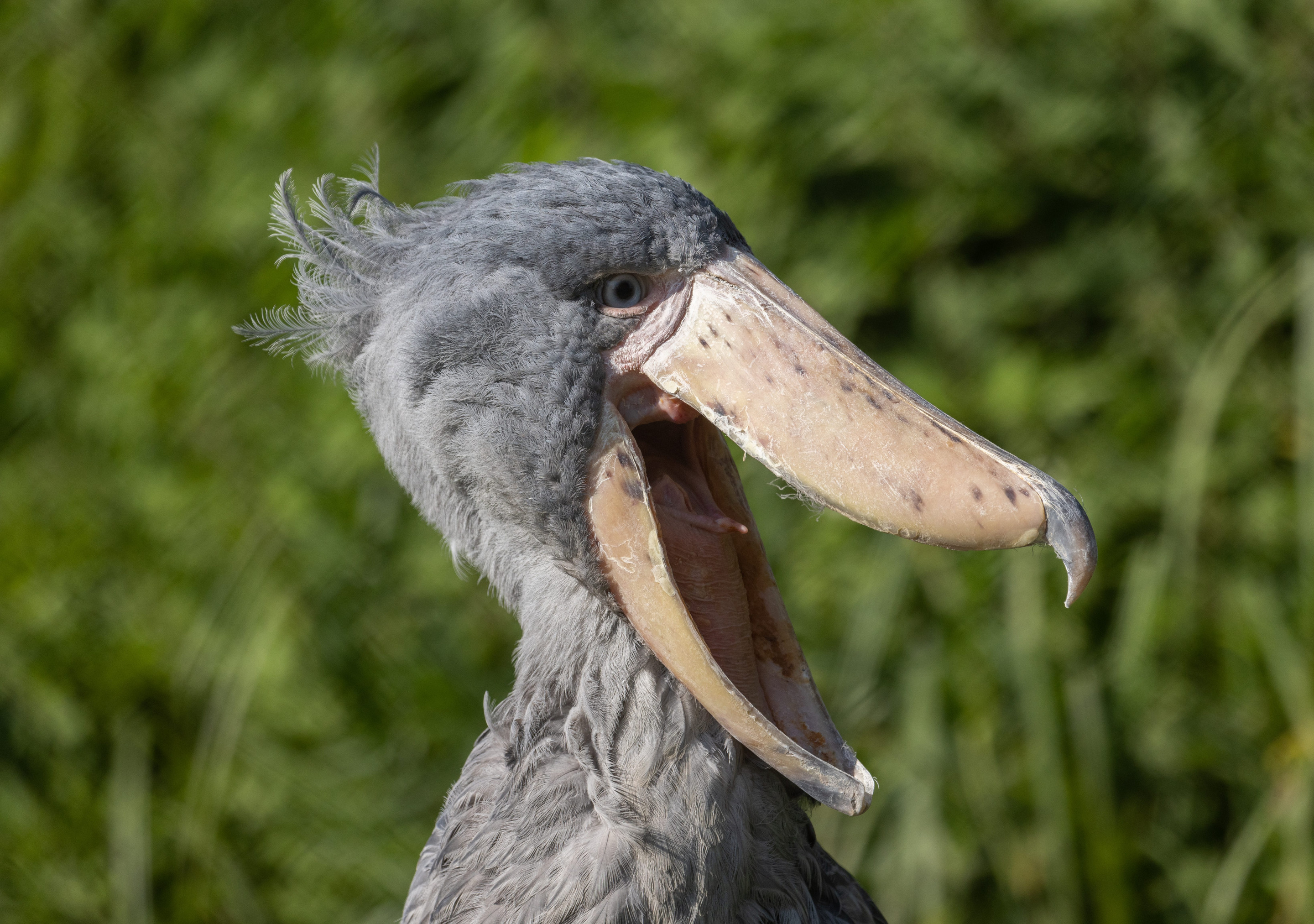 Le bec-en-sabot | Pairi Daiza