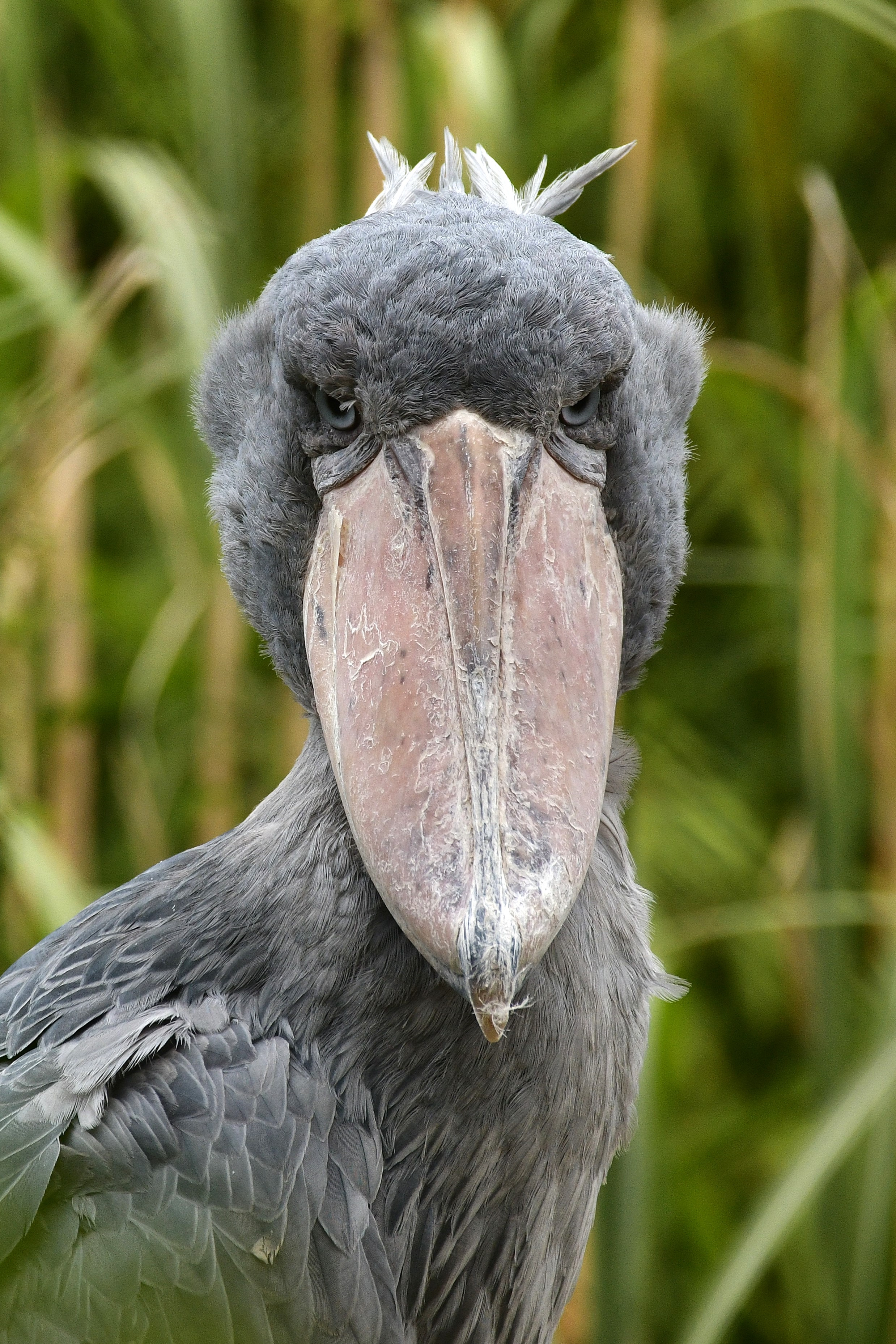 The Shoebill | Pairi Daiza