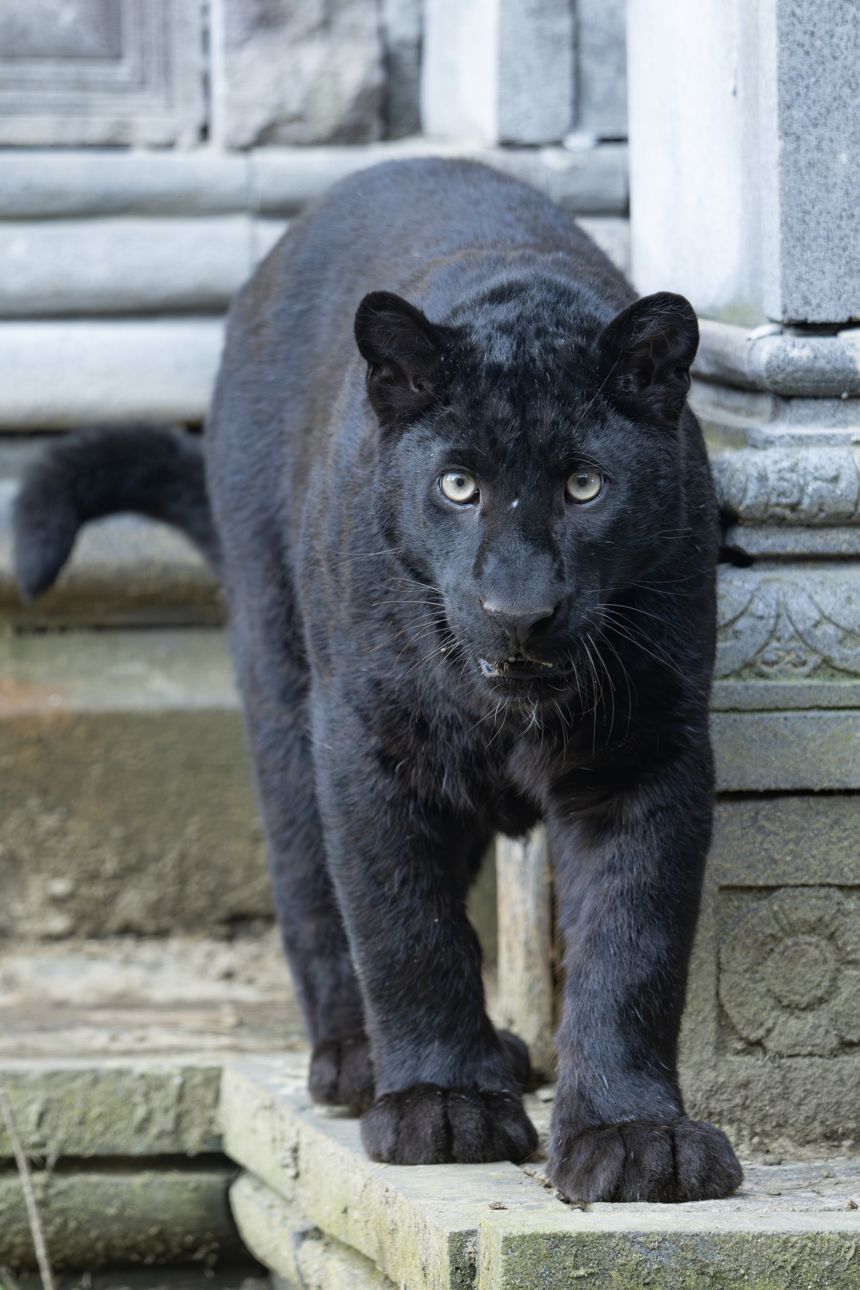 LA GRANDE PANTHERE NOIRE - Librairie