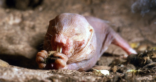 Le Rat-taupe nu | Pairi Daiza