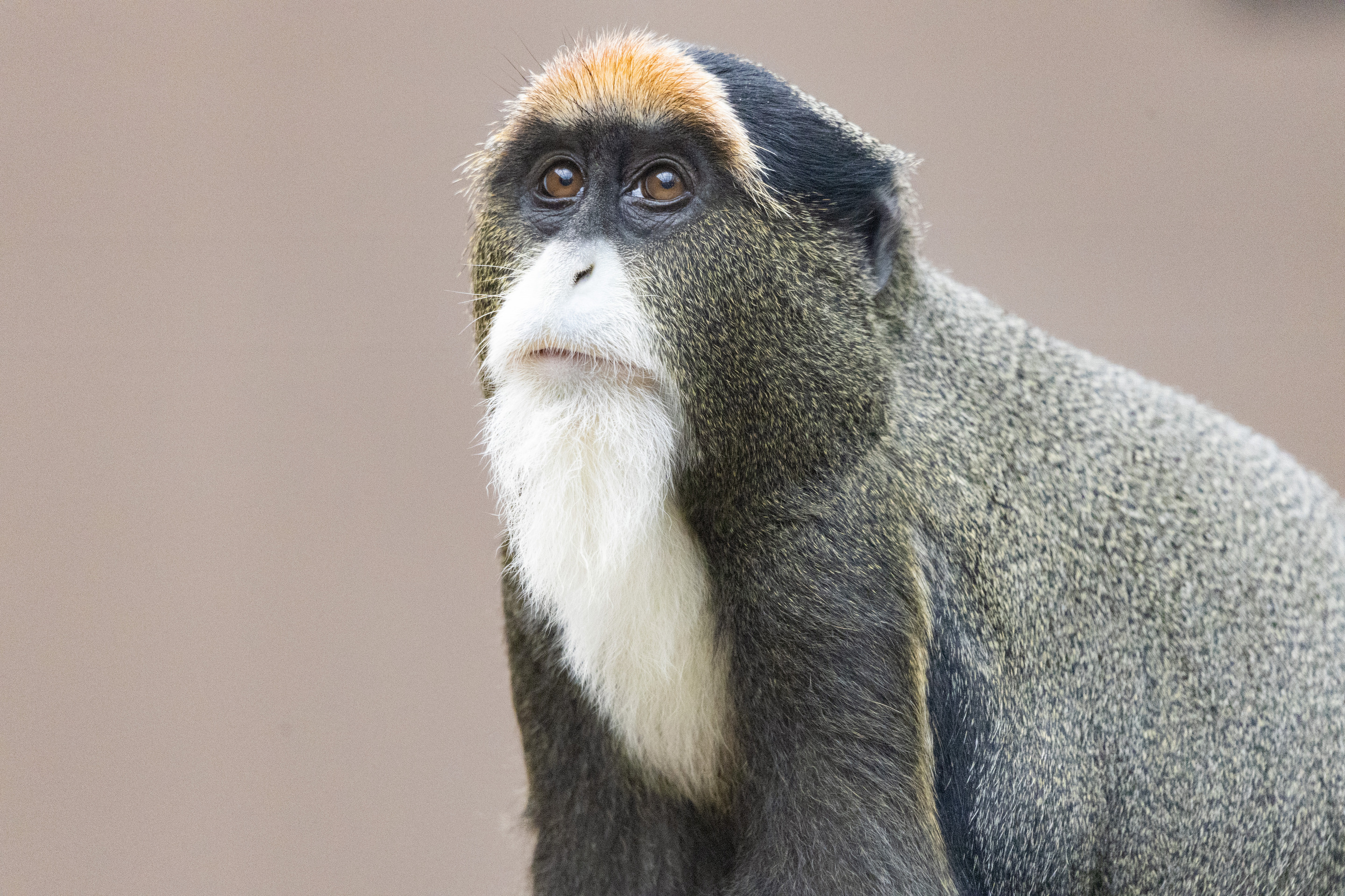 Le Cercopithèque de Brazza | Pairi Daiza