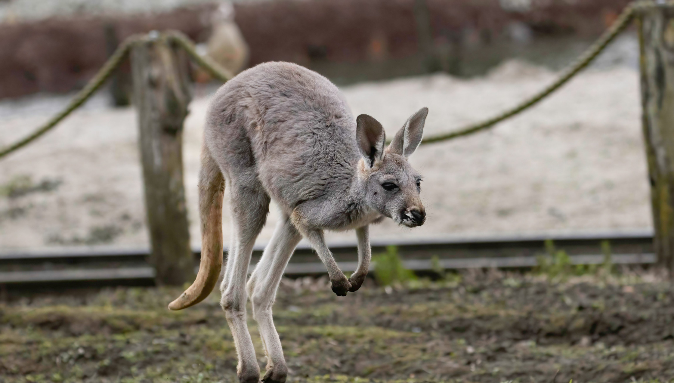 Rode Reuzenkangoeroe | Pairi Daiza