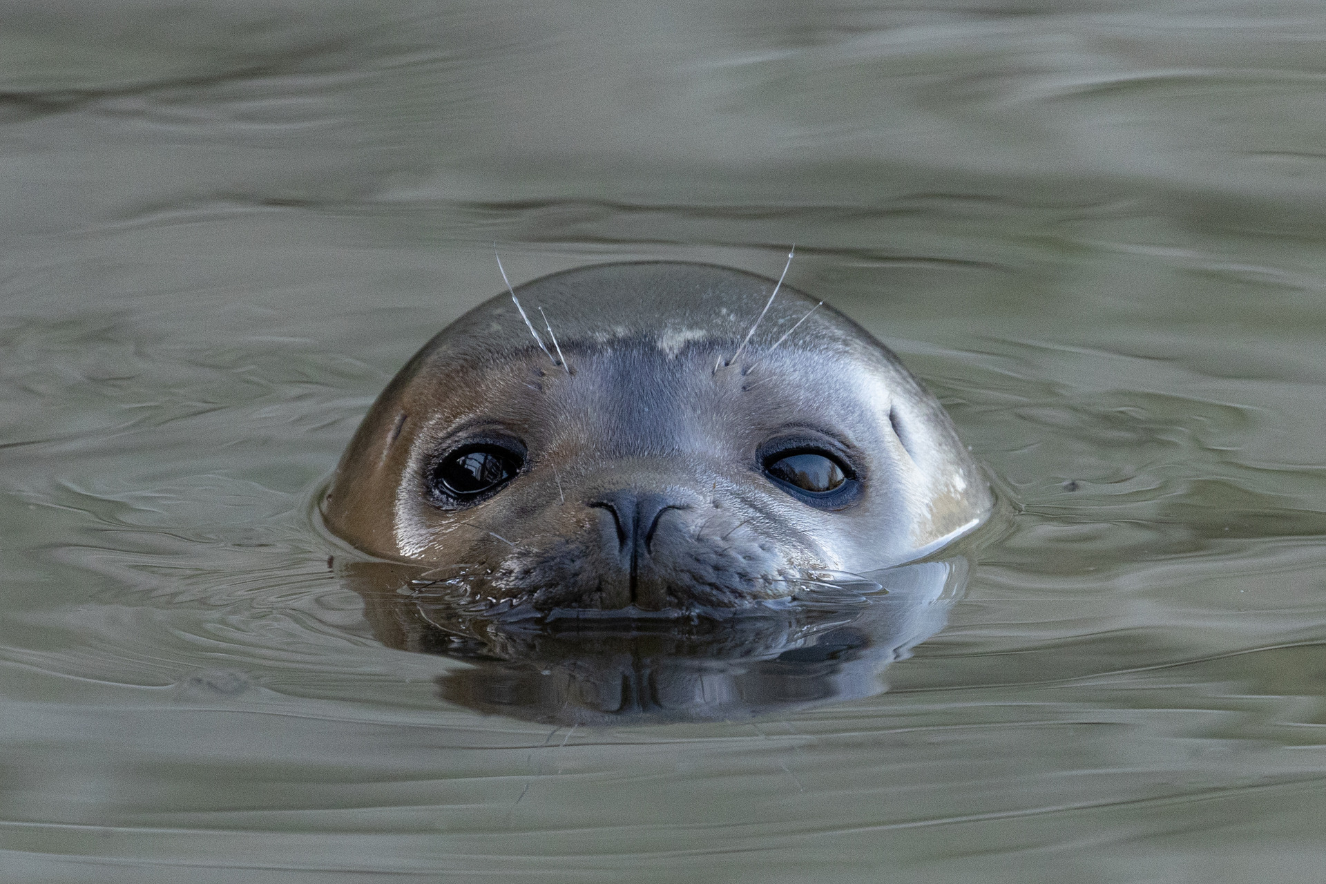 Le Phoque commun | Pairi Daiza