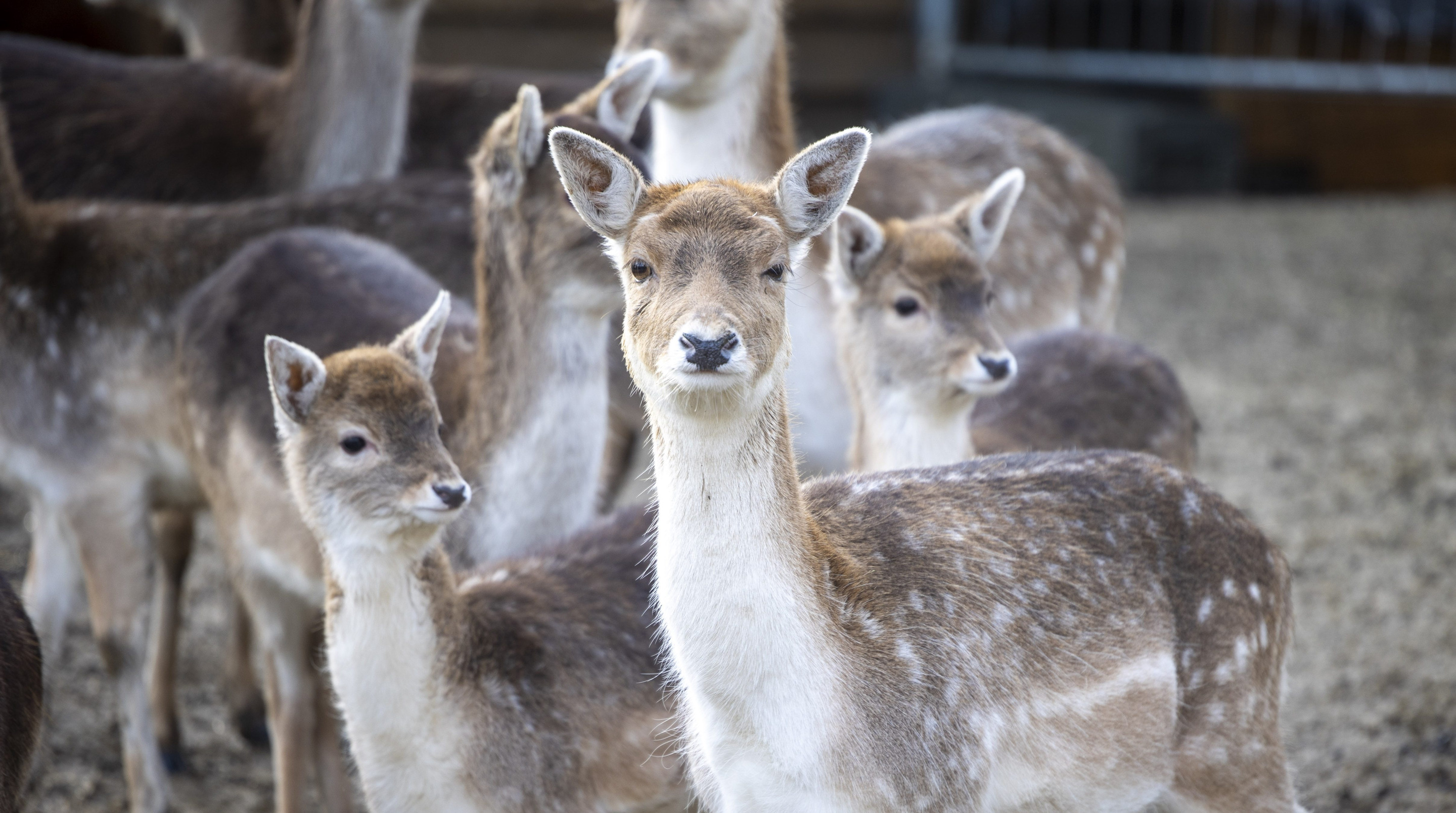 Wilde Dieren - Studio ROOF, image size:2880x1609