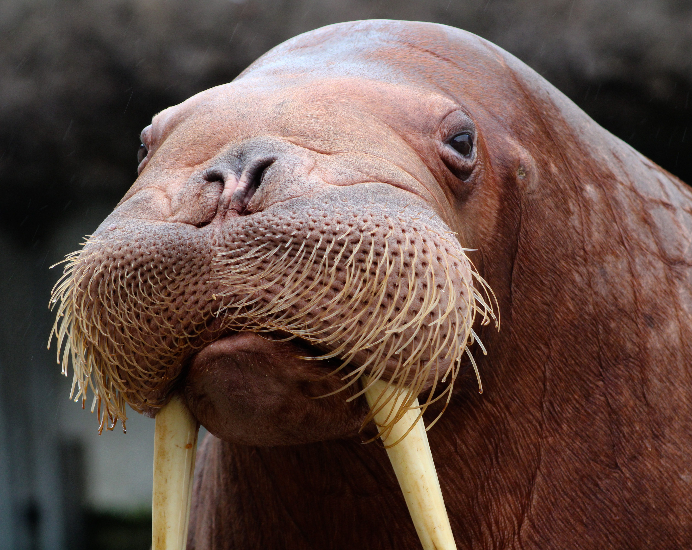The Walrus | Pairi Daiza