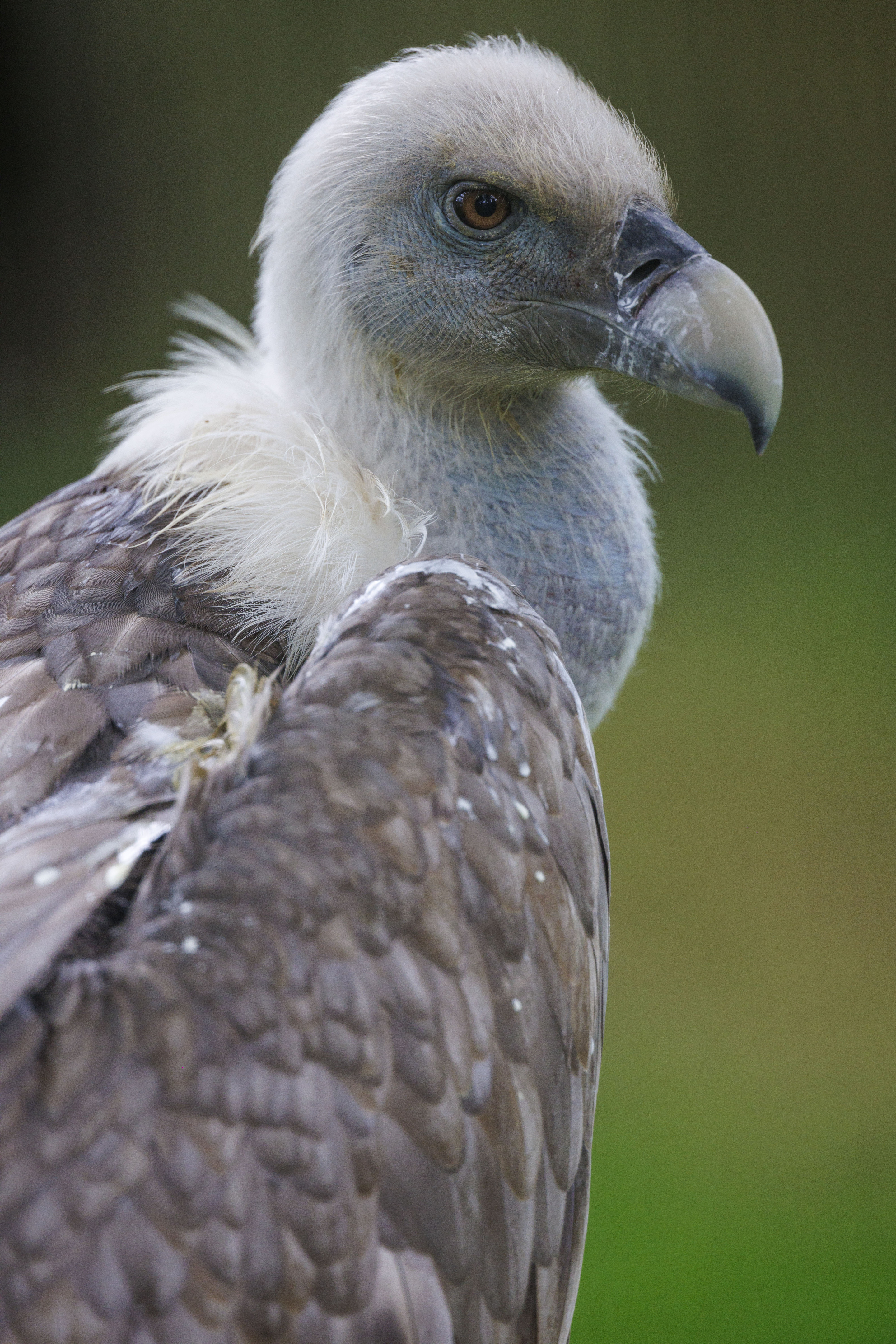 Dag van de Biodiversiteit: bouwen van een gezamenlijke toekomst voor al het  leven - Altijd het laatste nieuws, image size:2880x4320