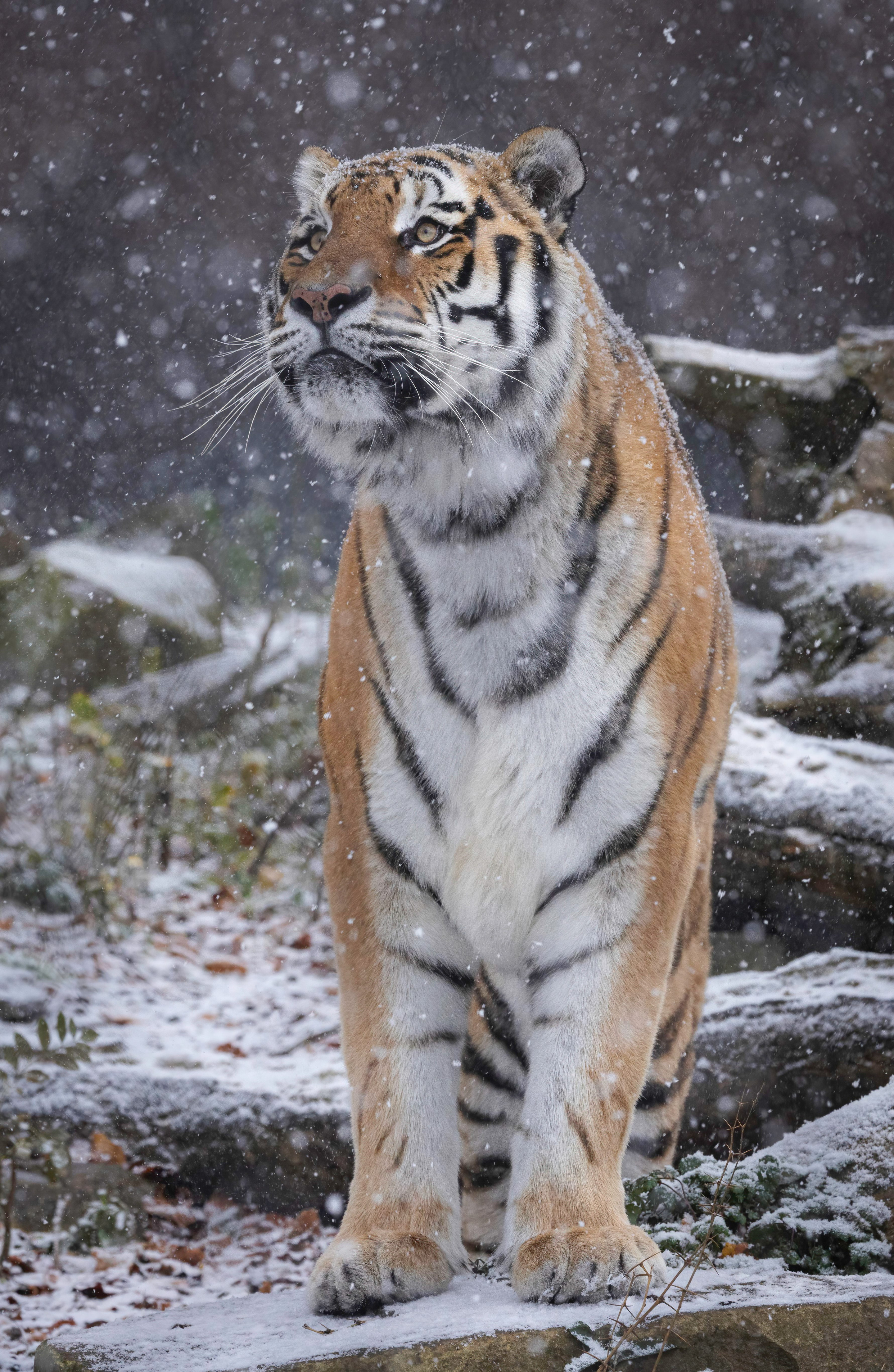 Siberische Tijger | Pairi Daiza, image size:2880x4420