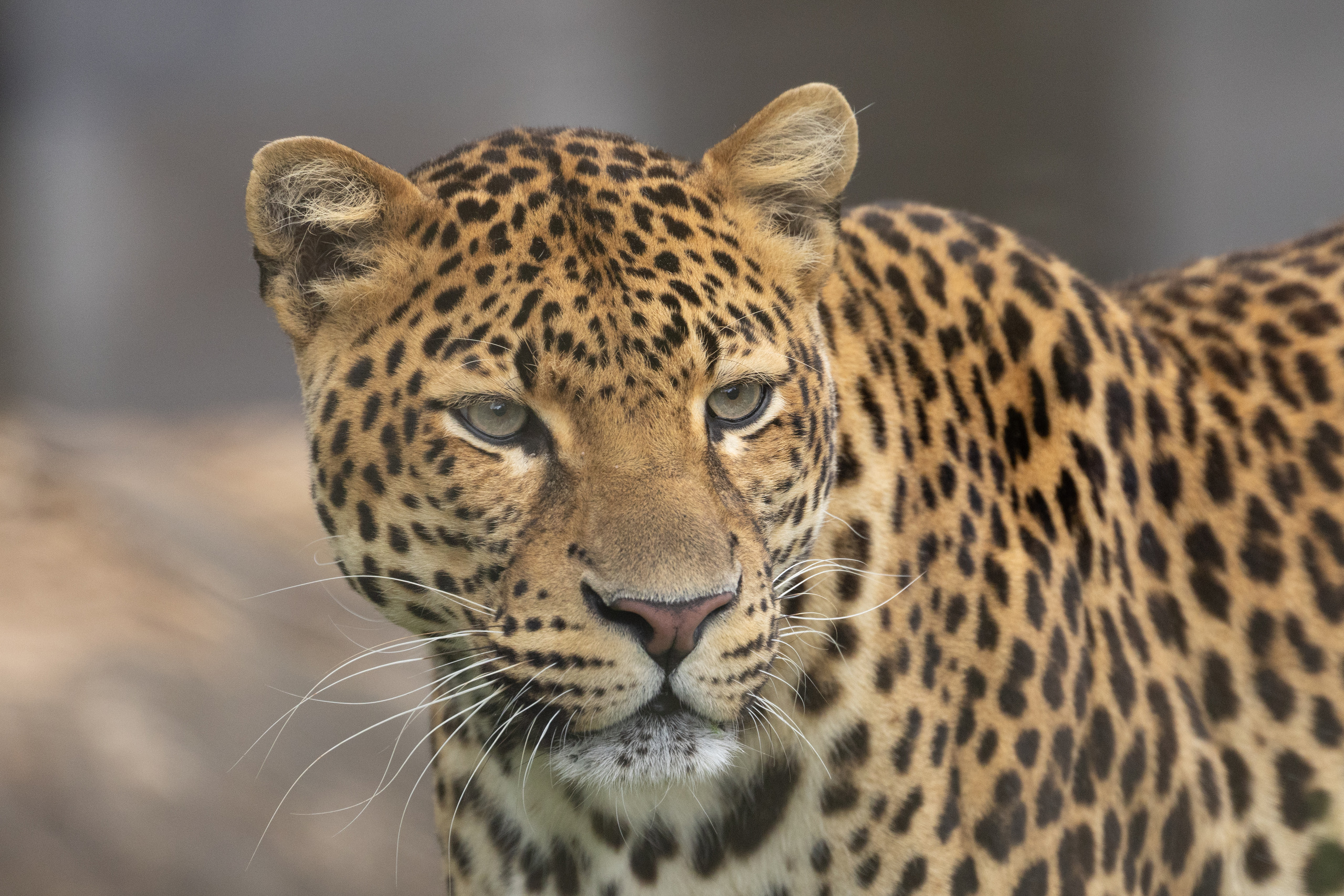 De Javaanse panter | Pairi Daiza
