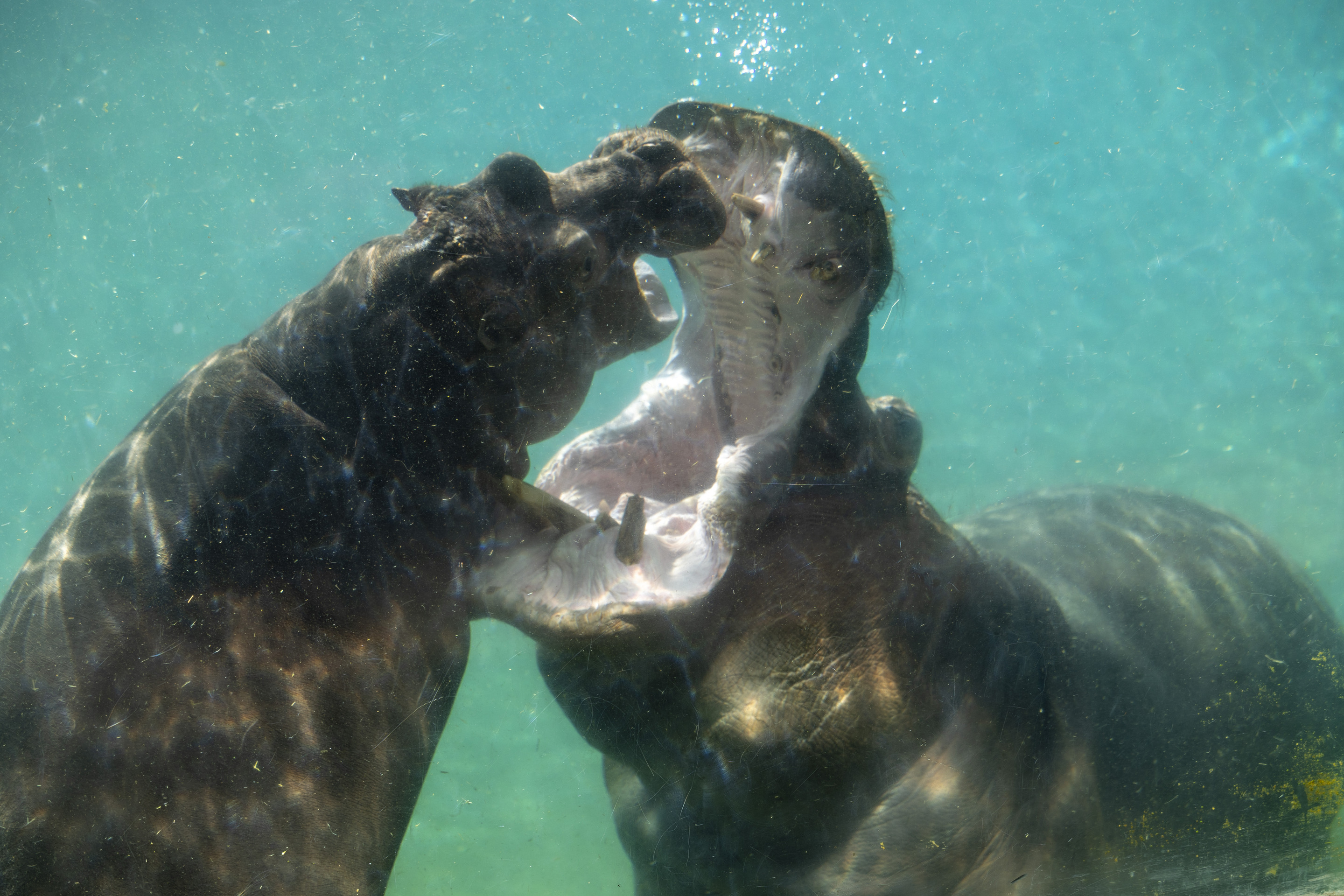 L'Hippopotame commun | Pairi Daiza, image size:2880x1920