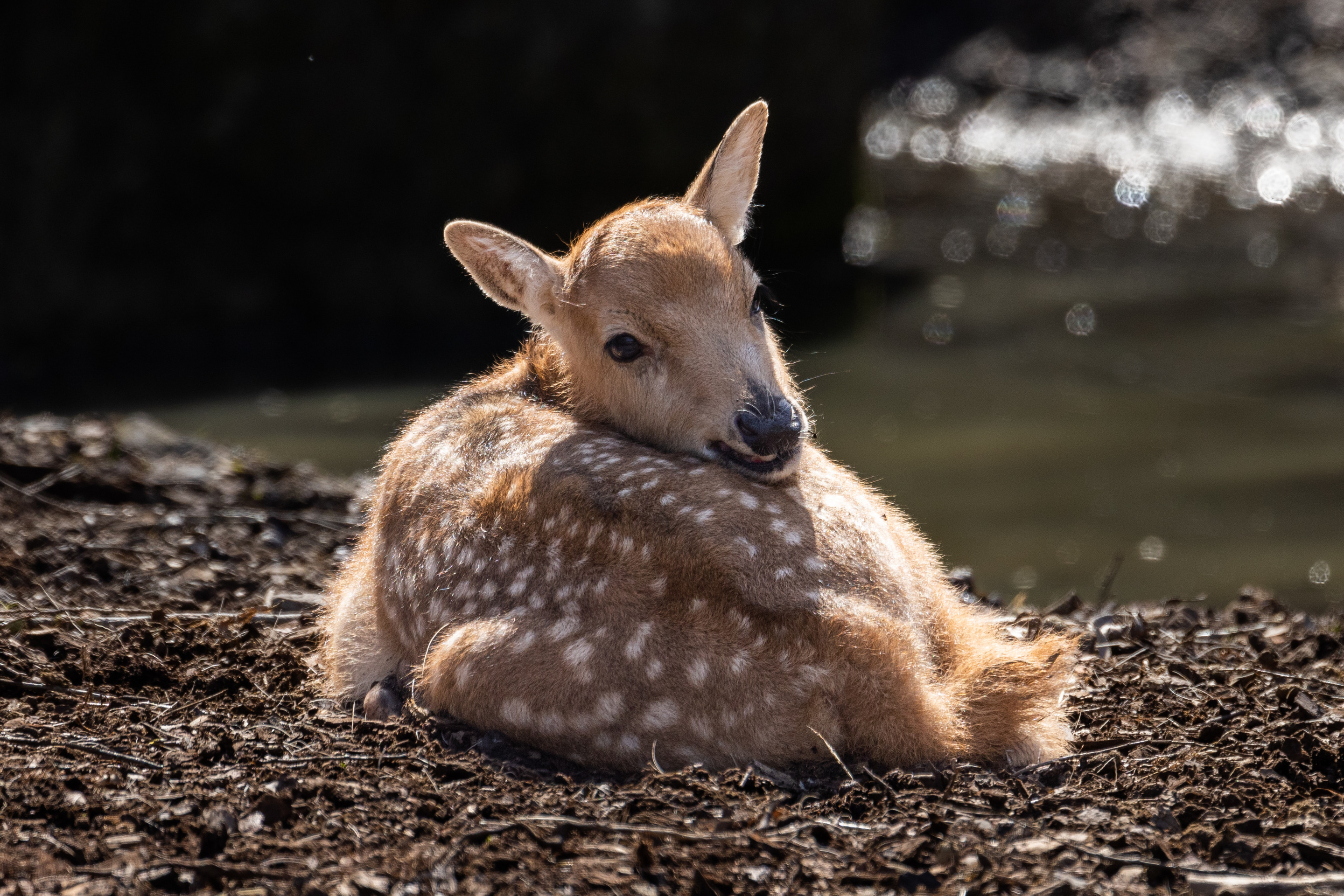 Père David's Deer | Pairi Daiza