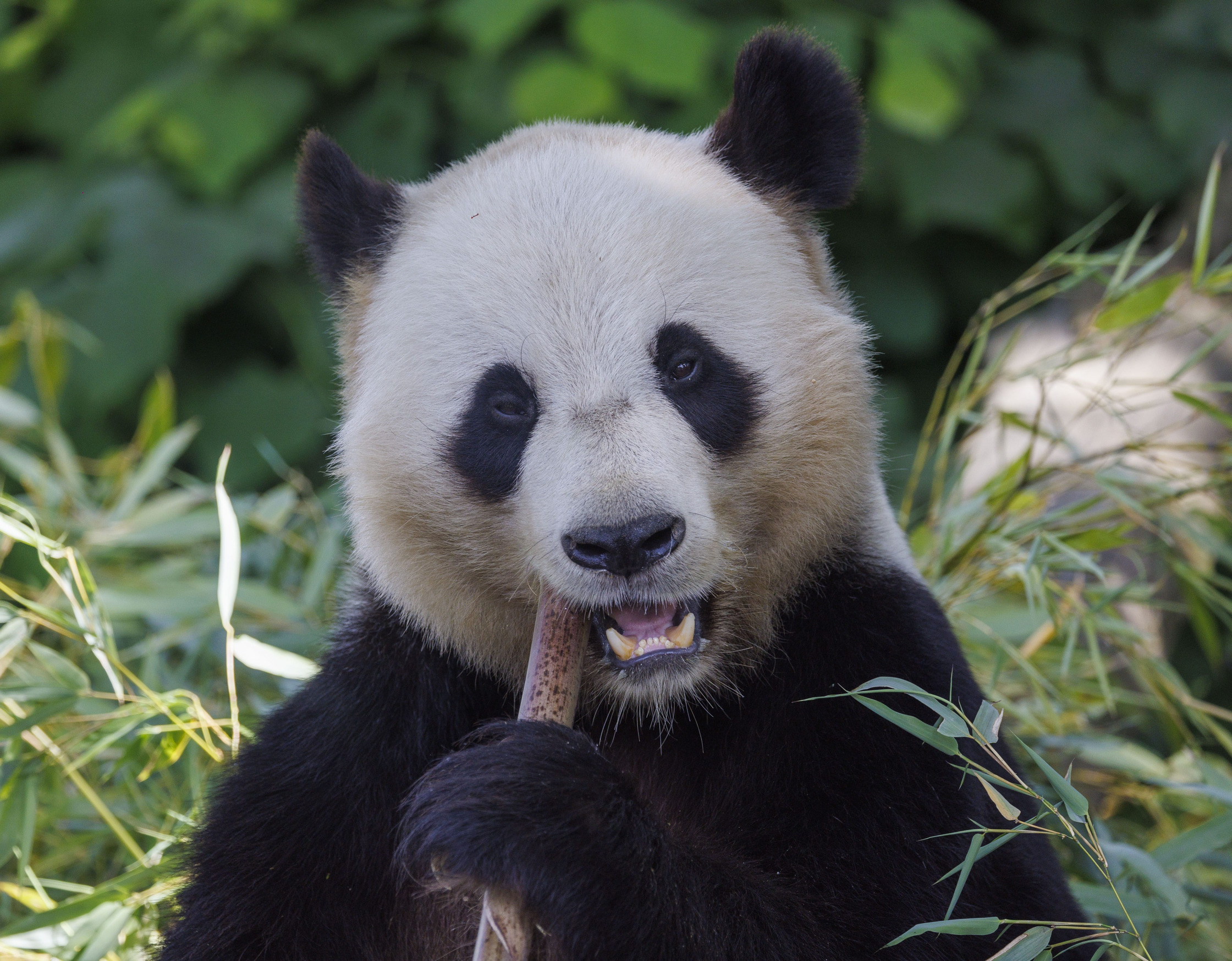 De Reuzenpanda | Pairi Daiza
