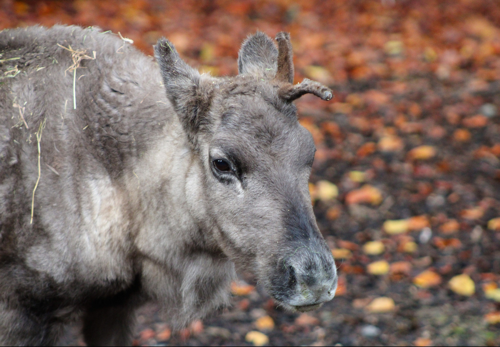 Rendier | Pairi Daiza