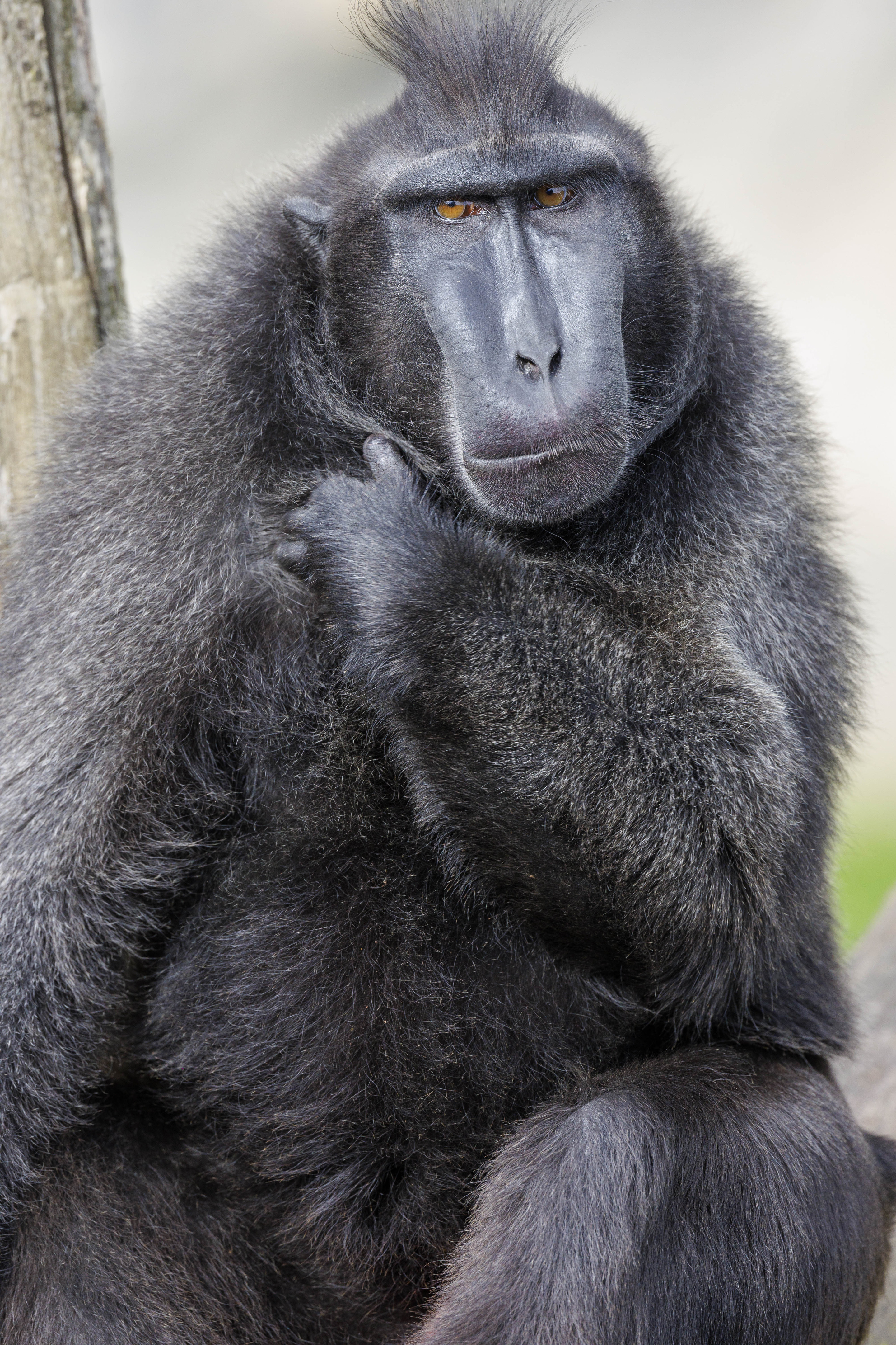 Crested Macaque | Pairi Daiza