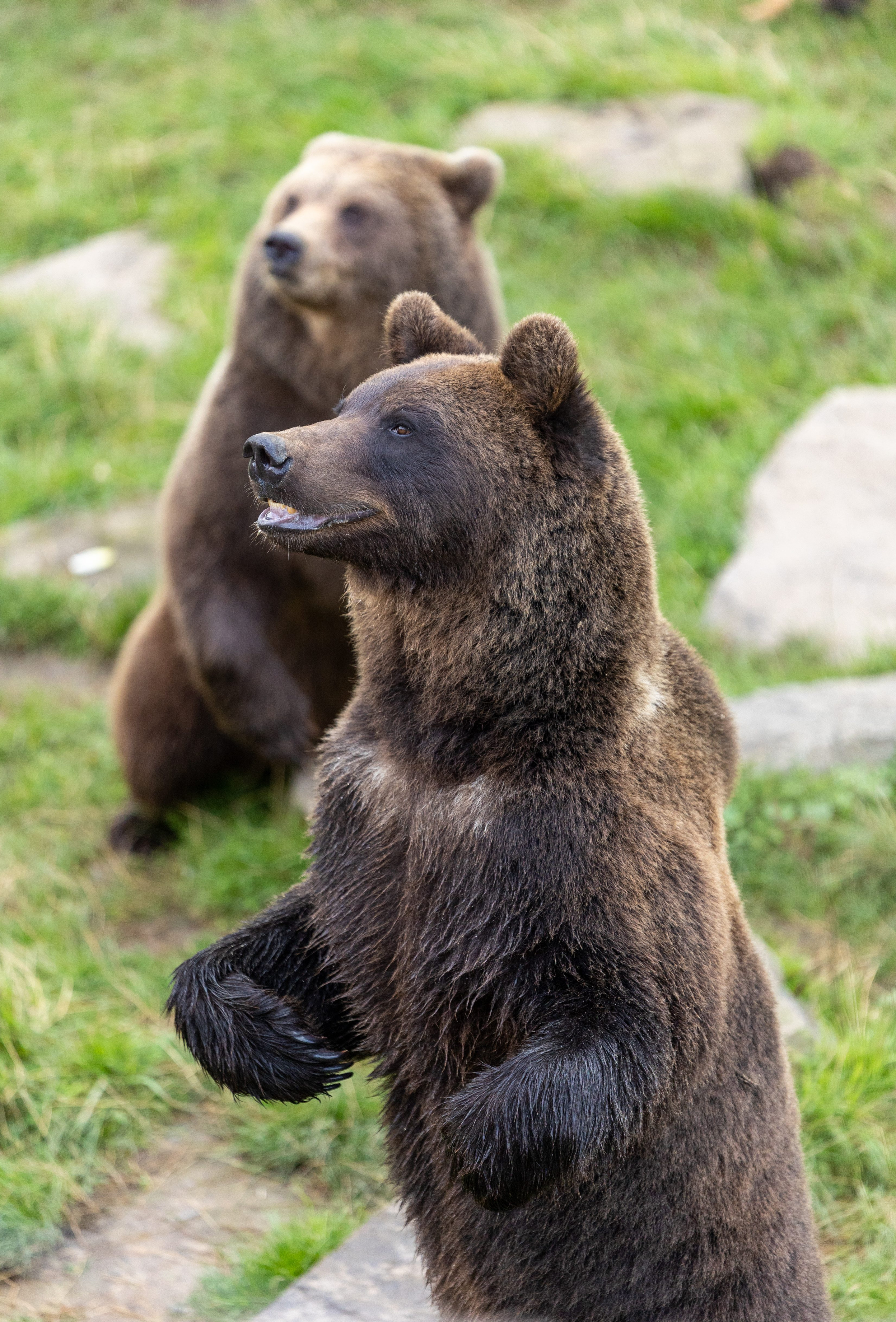 L'Ours brun | Pairi Daiza, image size:2880x4249