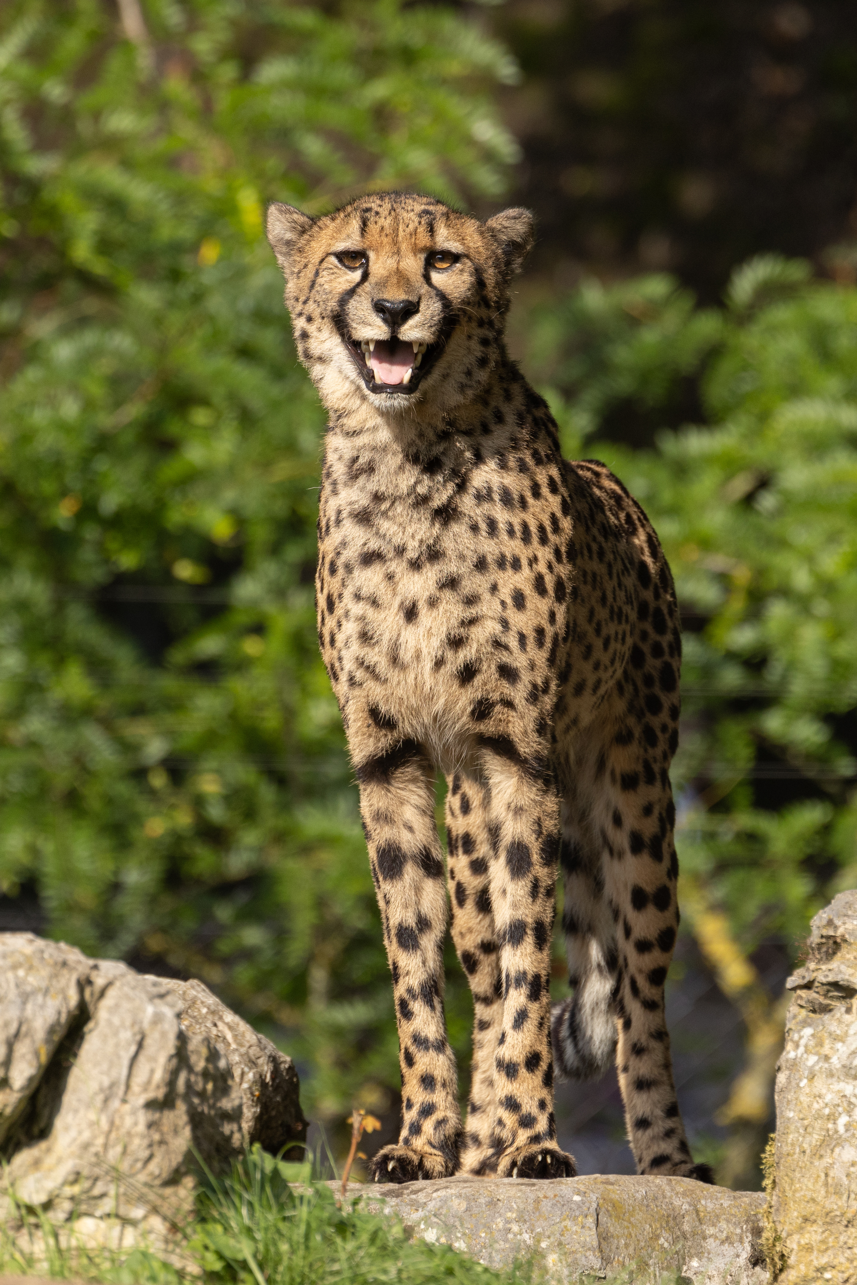 Cheetah Cubs Bond with Mom at Fossil Rim Wildlife Center