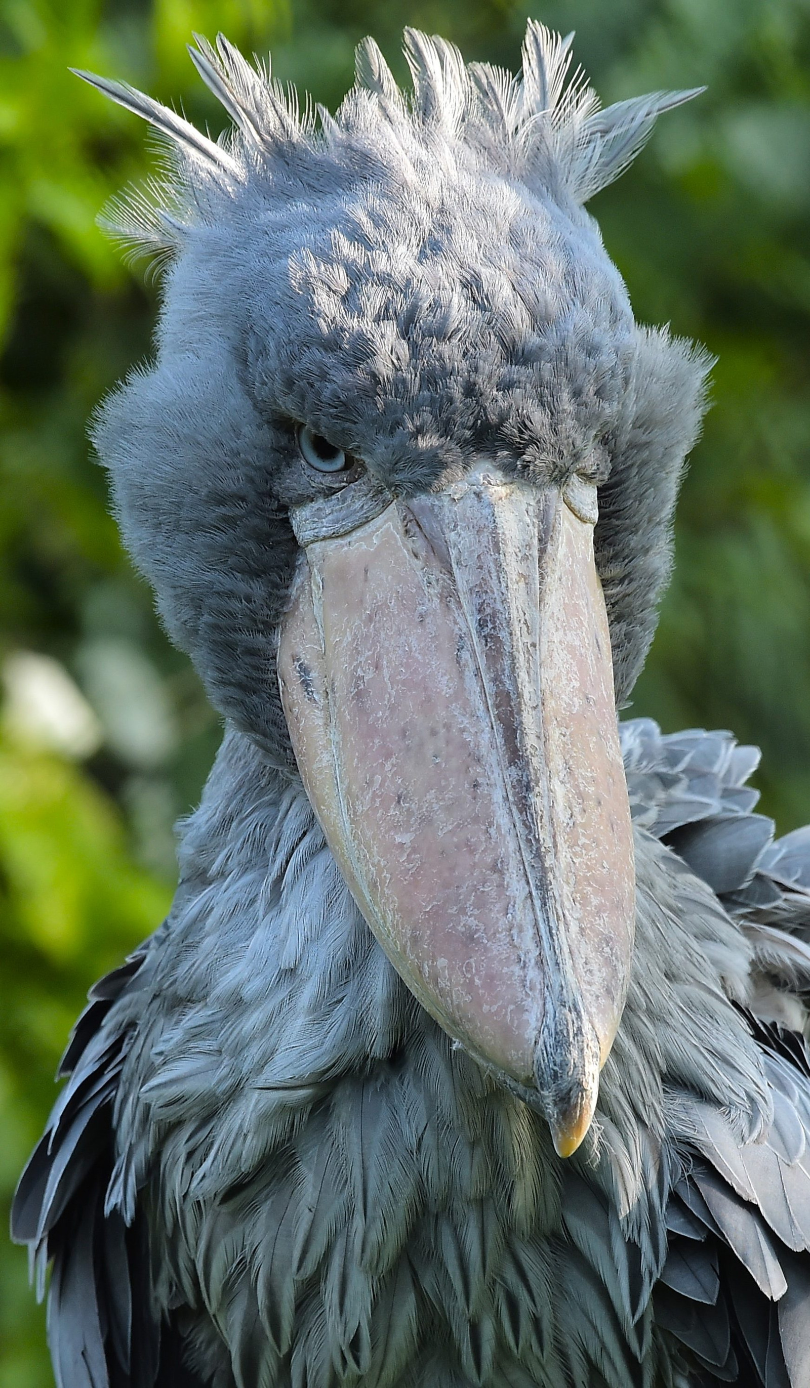 The Shoebill Pairi Daiza