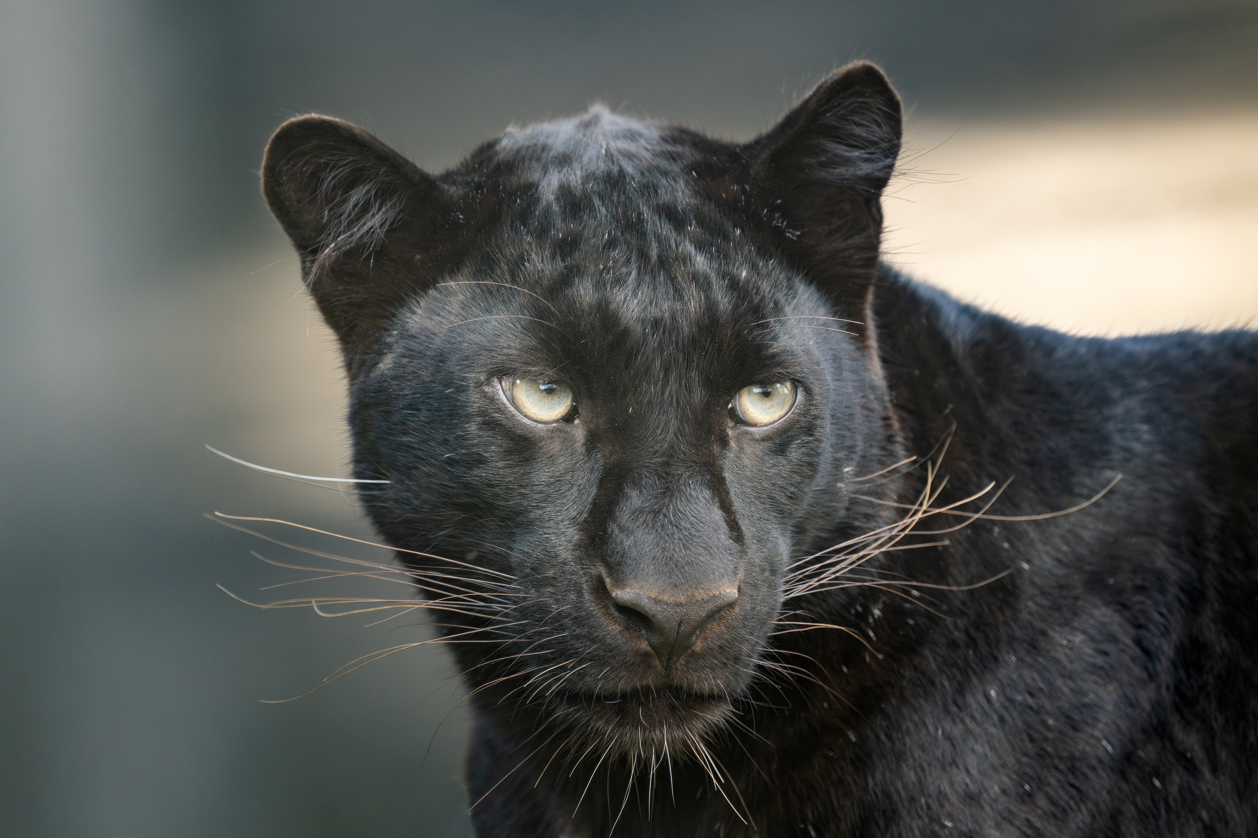De Zwarte Panter | Pairi Daiza