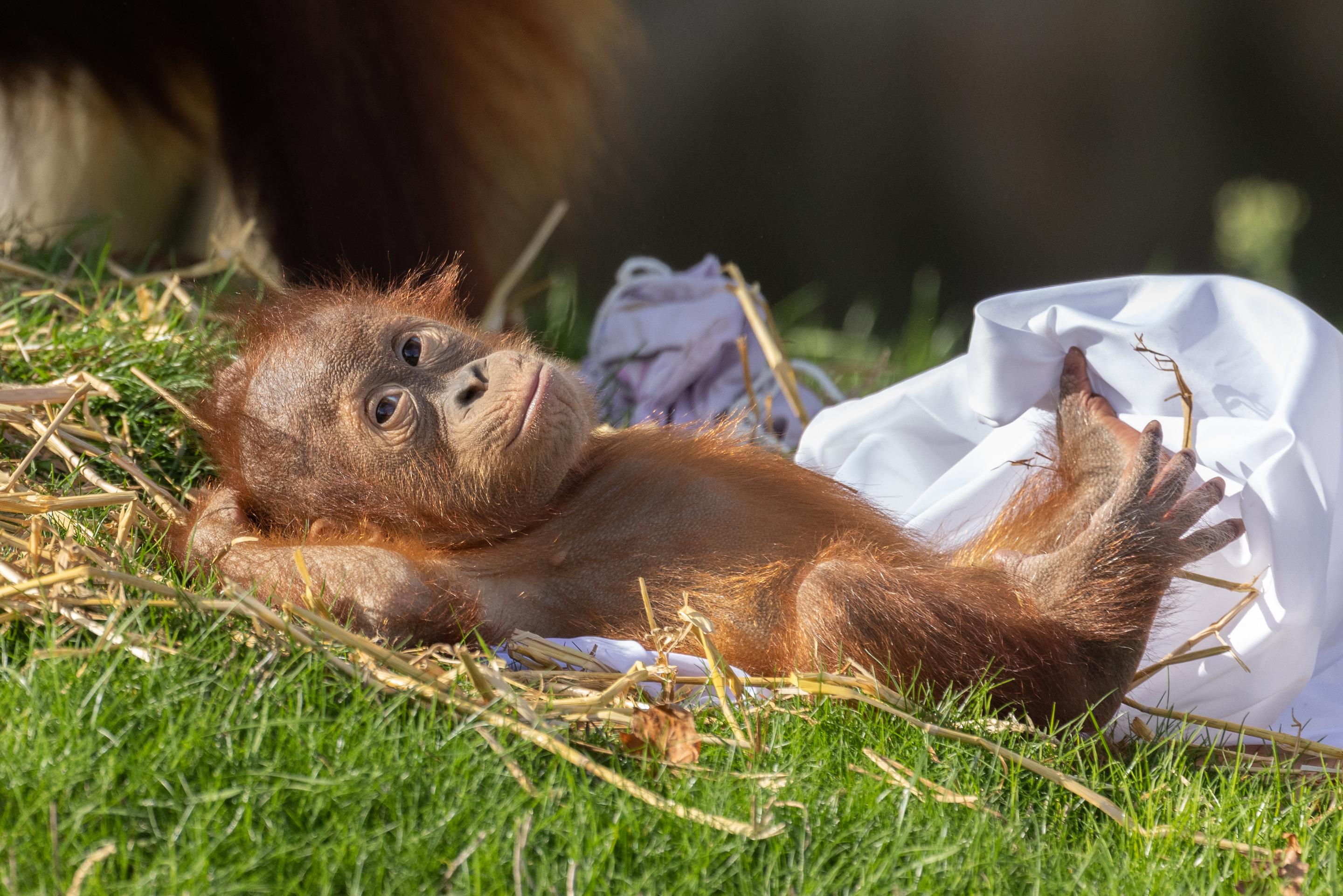 Yapon ayollari narsalarga ishqalanishadi
