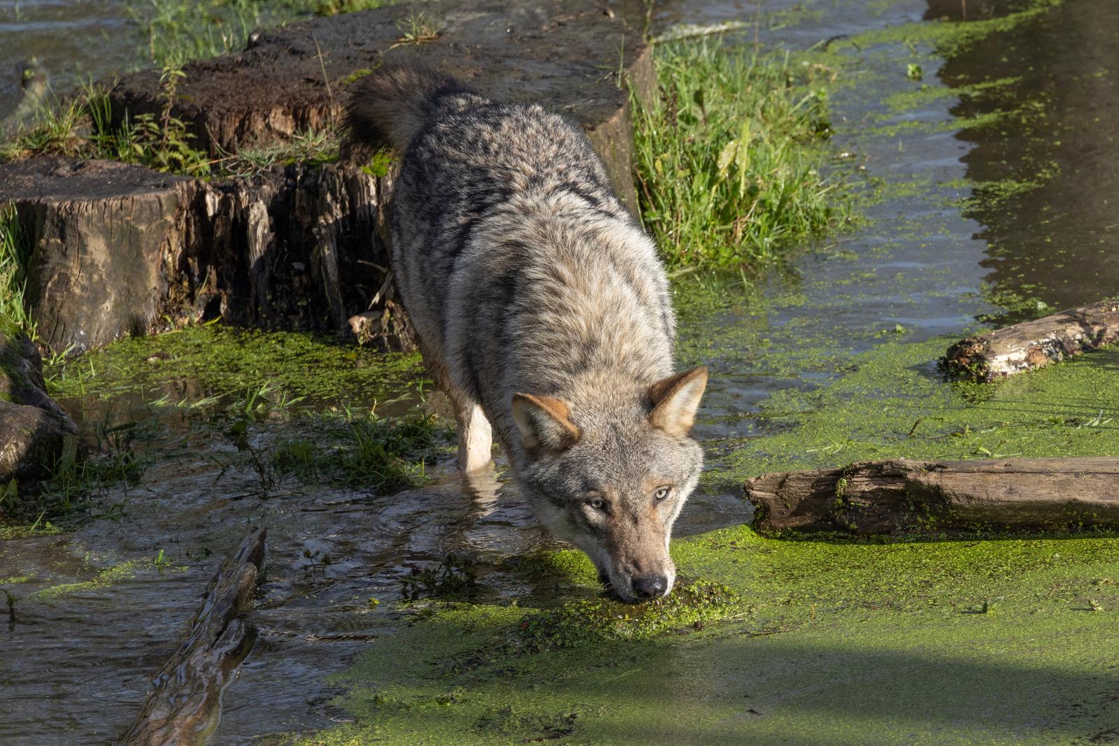 Grijze wolf | Pairi Daiza