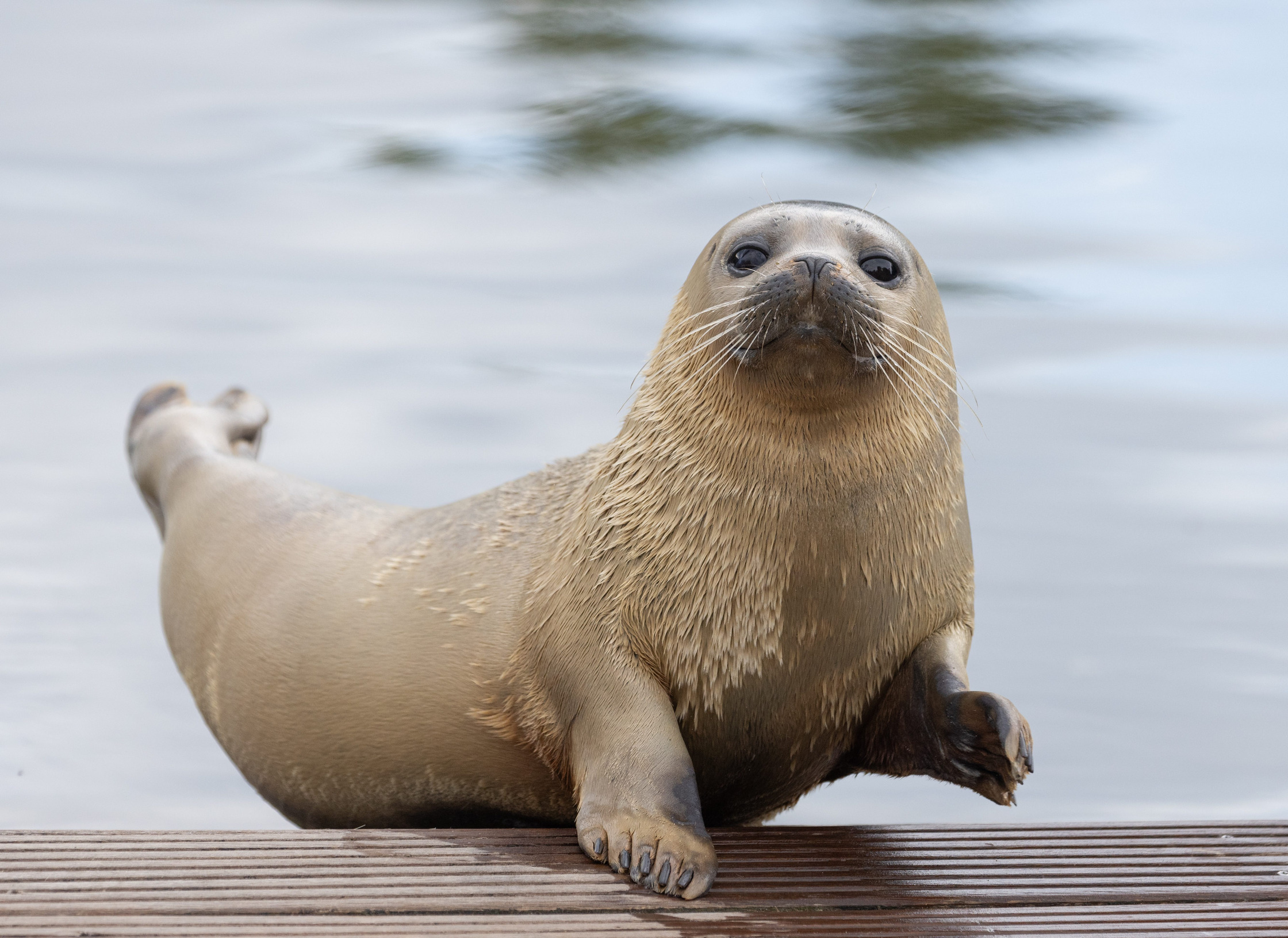 Le Phoque commun | Pairi Daiza