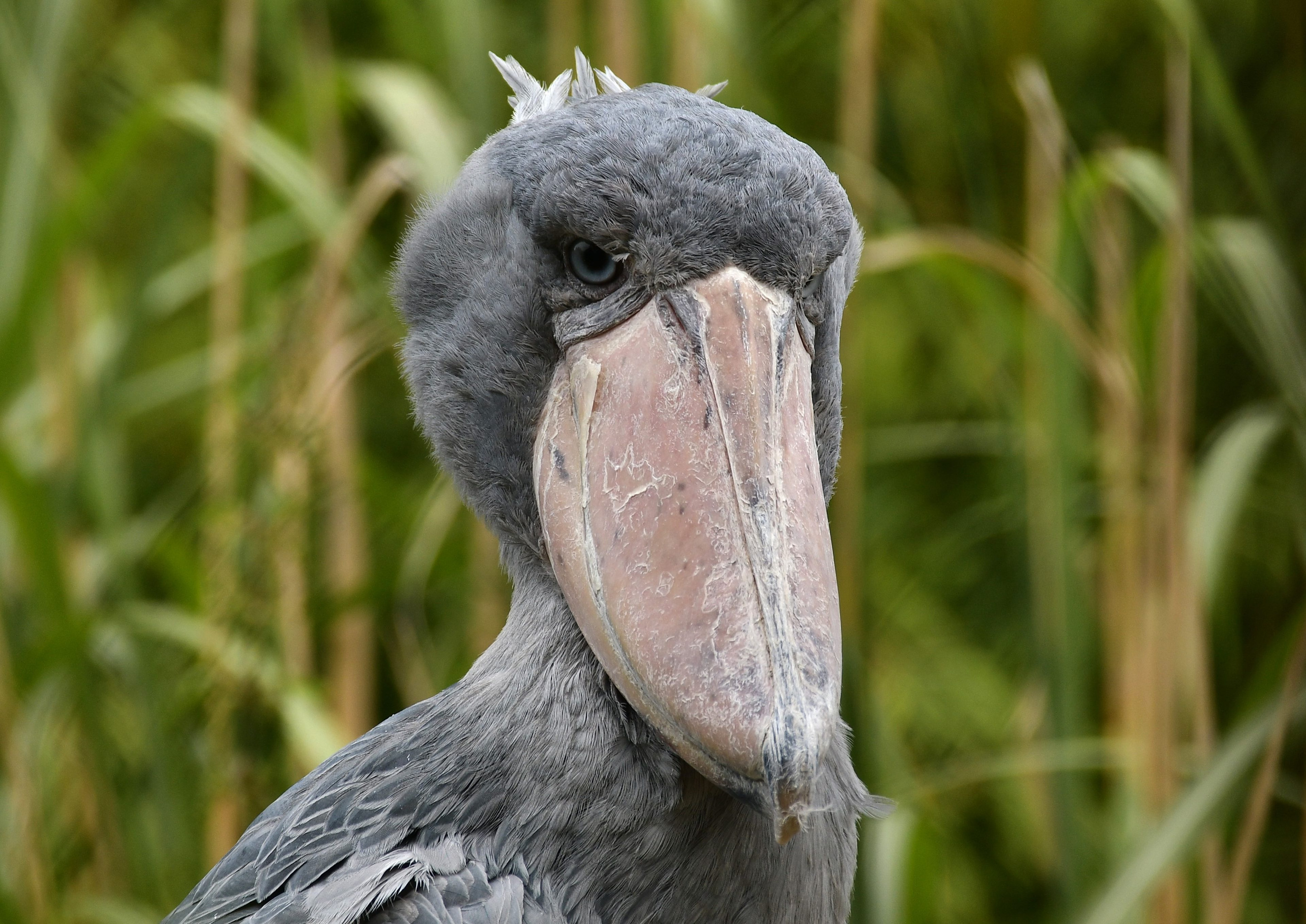 その他 shoebill 2021 1 oz Congo Silver Shoebill Stork Coin (BU) l JM Bullion™