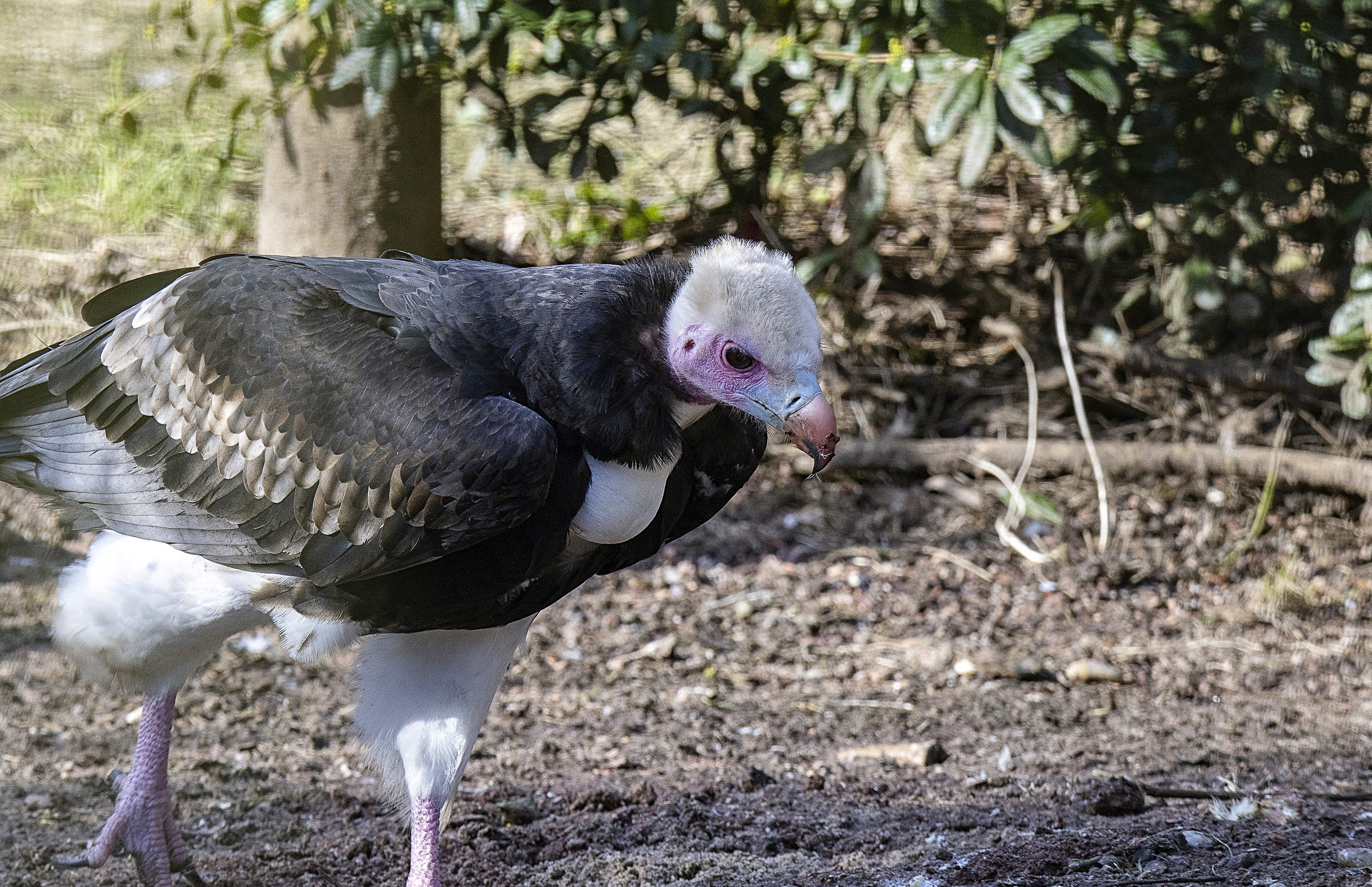 The vulture | Pairi Daiza