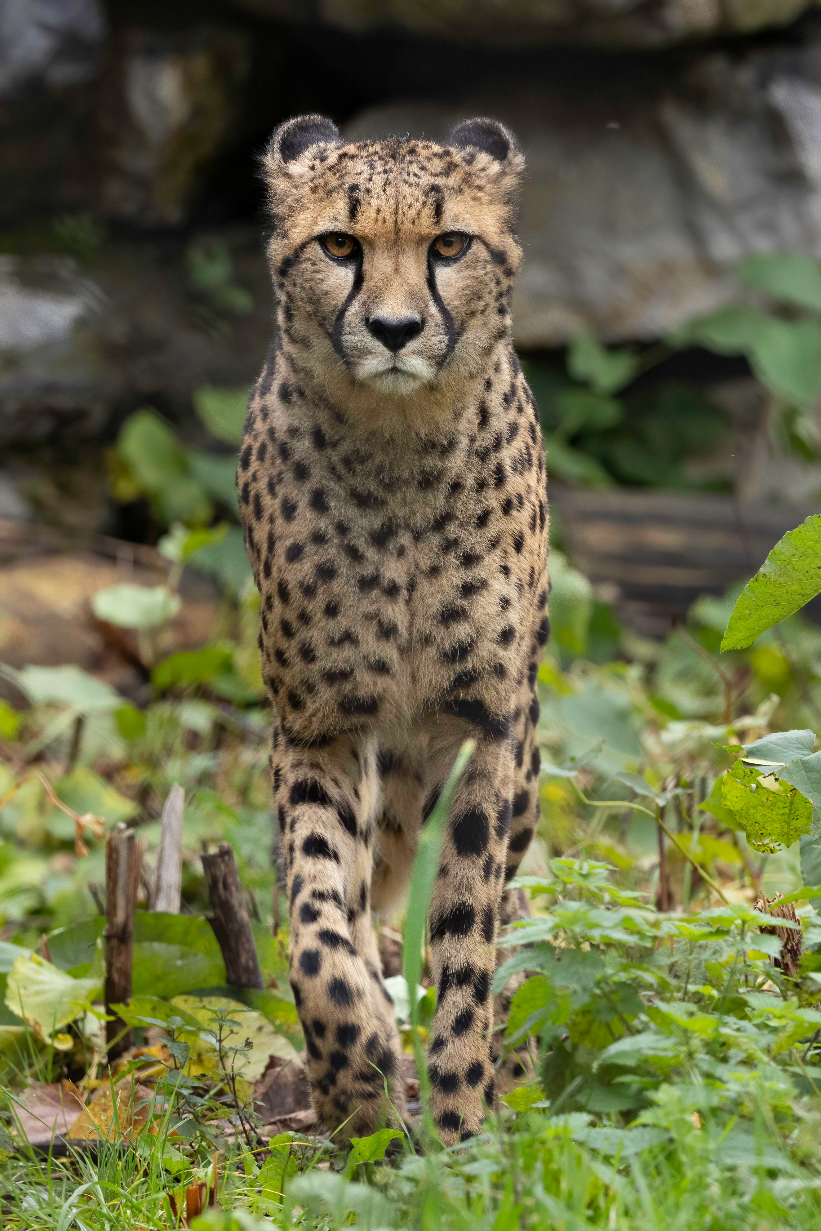 Cheetah | Pairi Daiza